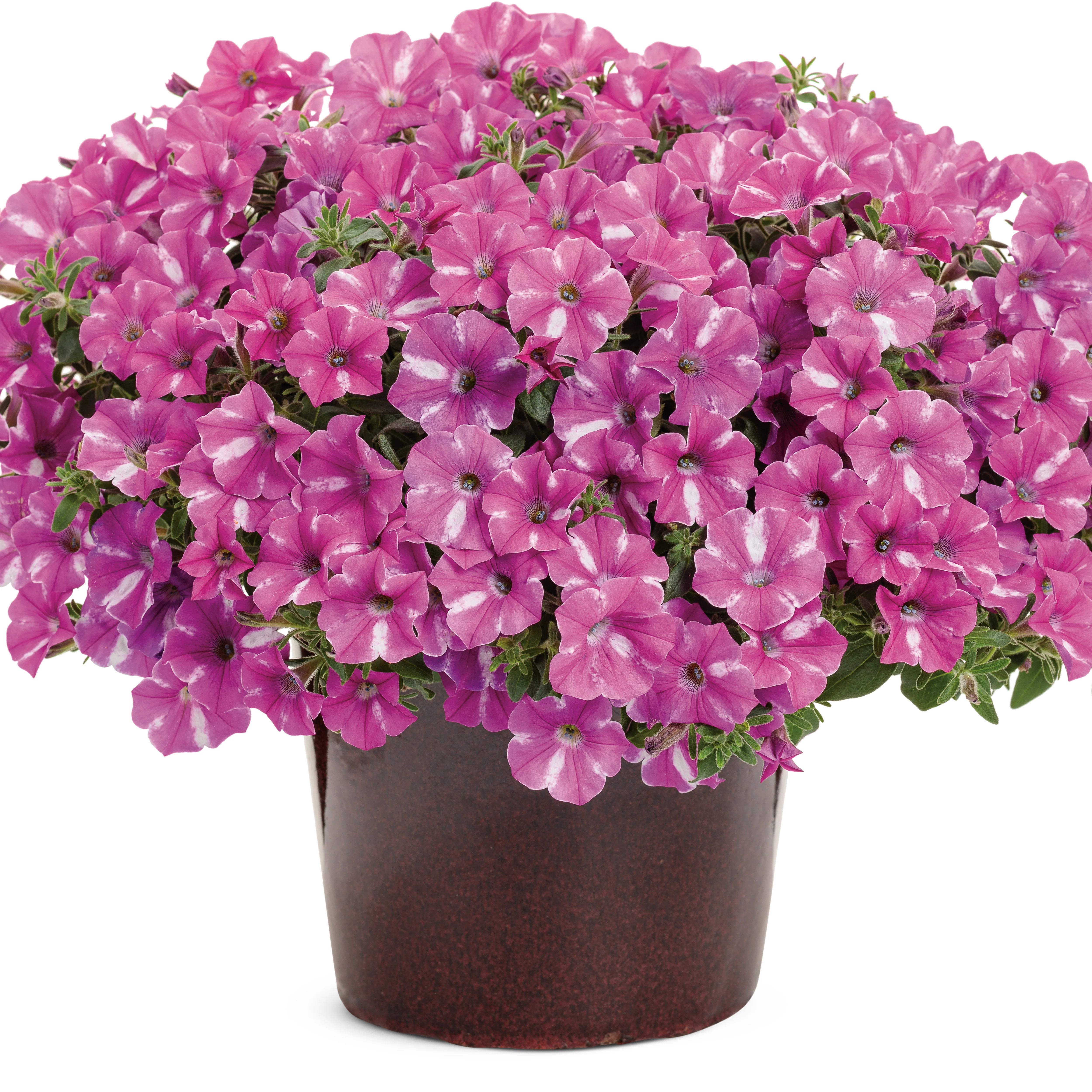 Supertunia® Raspberry Rush™ Petunia - Image 4