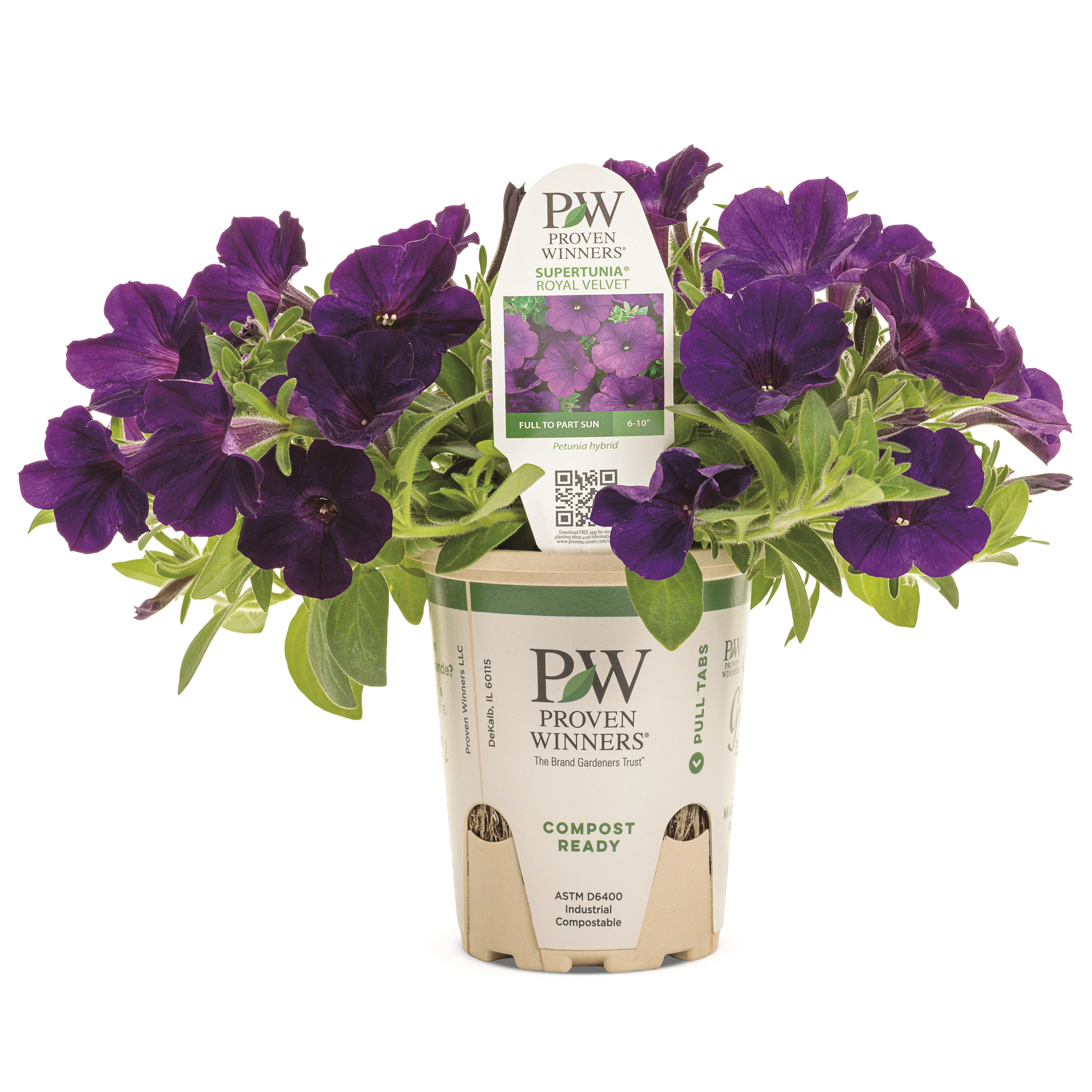 Supertunia® Royal Velvet® Petunia - Image 2