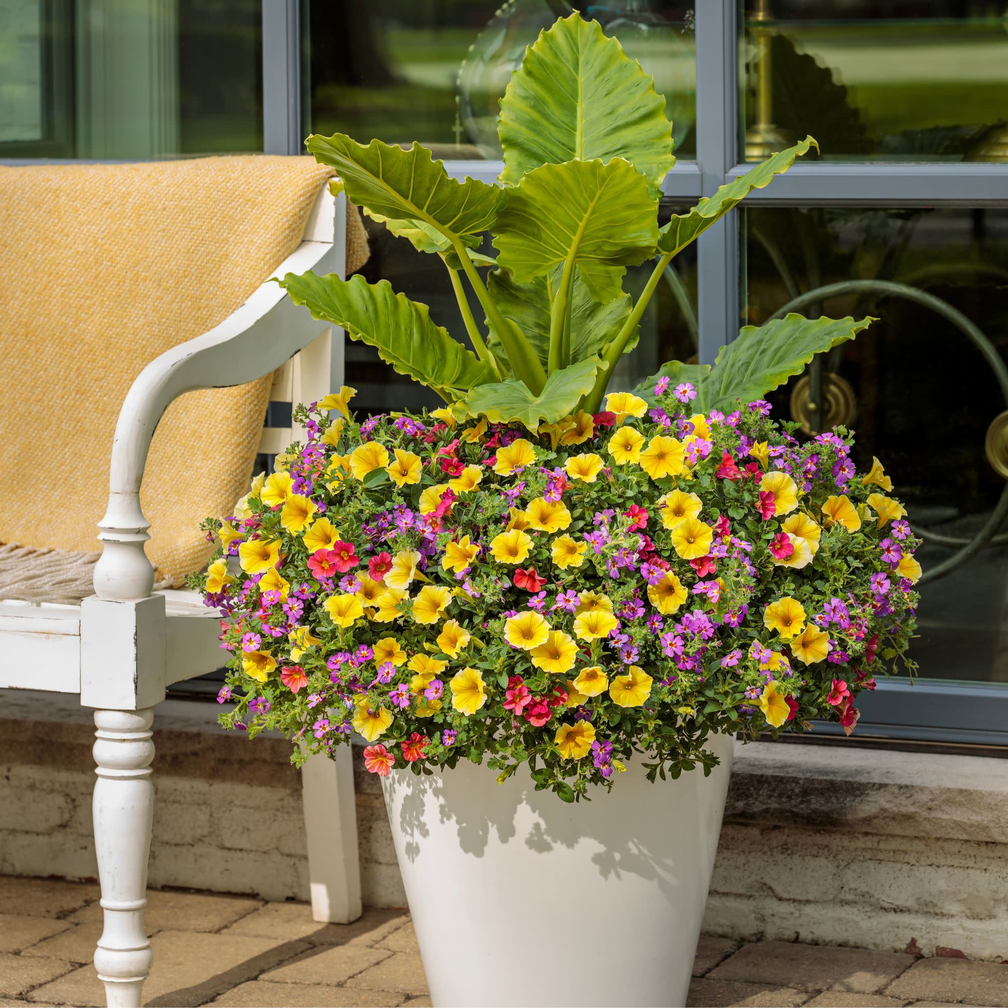 Supertunia® Saffron Finch™ Petunia - Image 6
