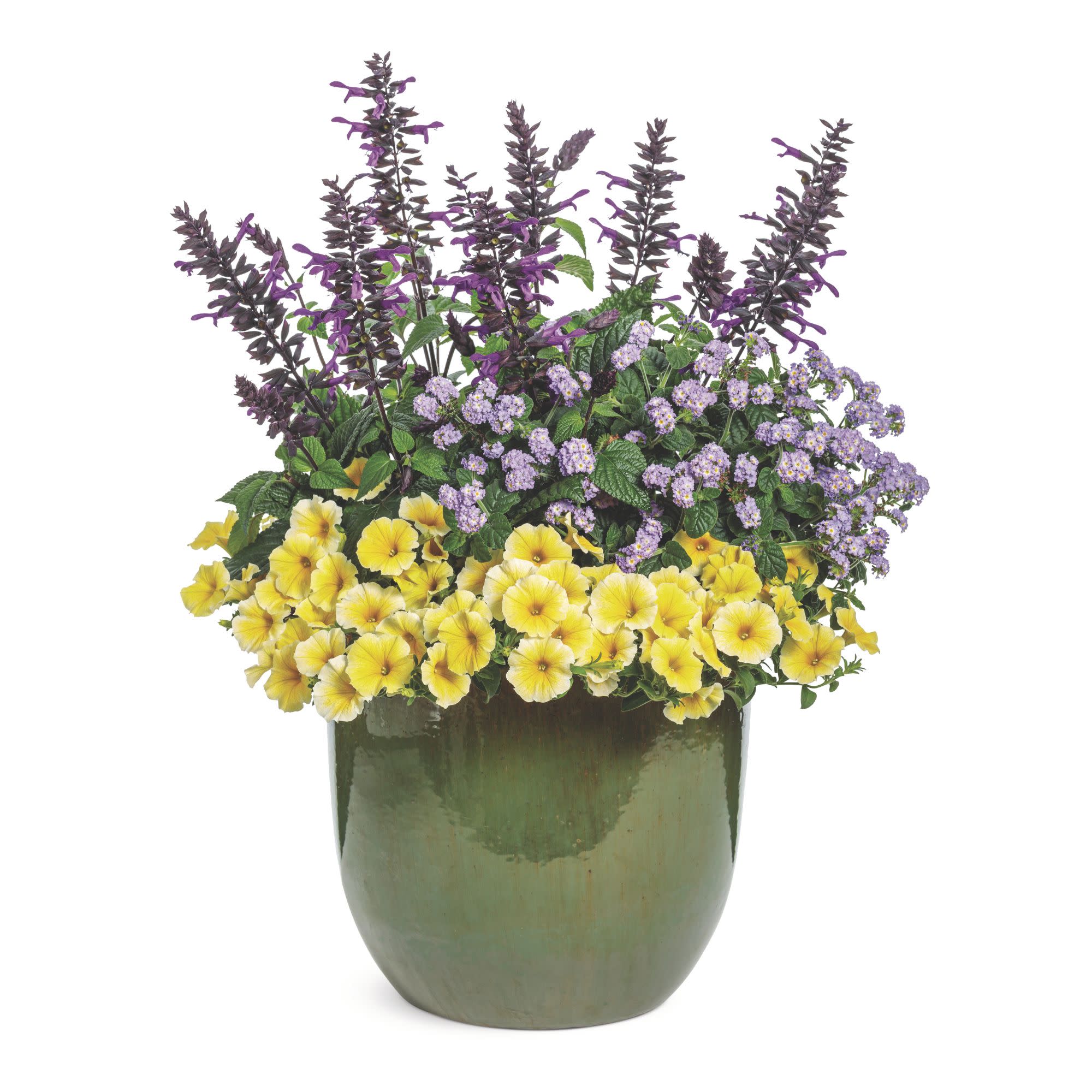 Supertunia® Saffron Finch™ Petunia - Image 7