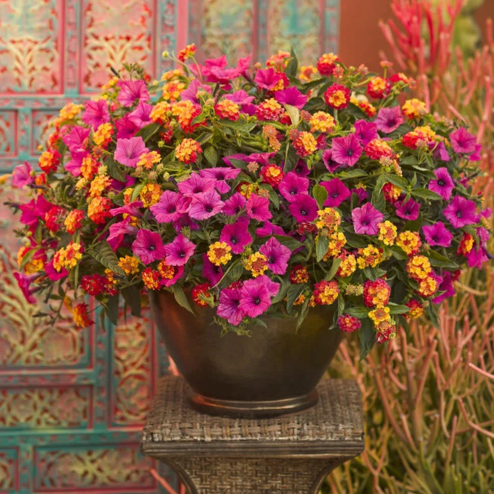 Supertunia Vista® Fuchsia Petunia - Image 6