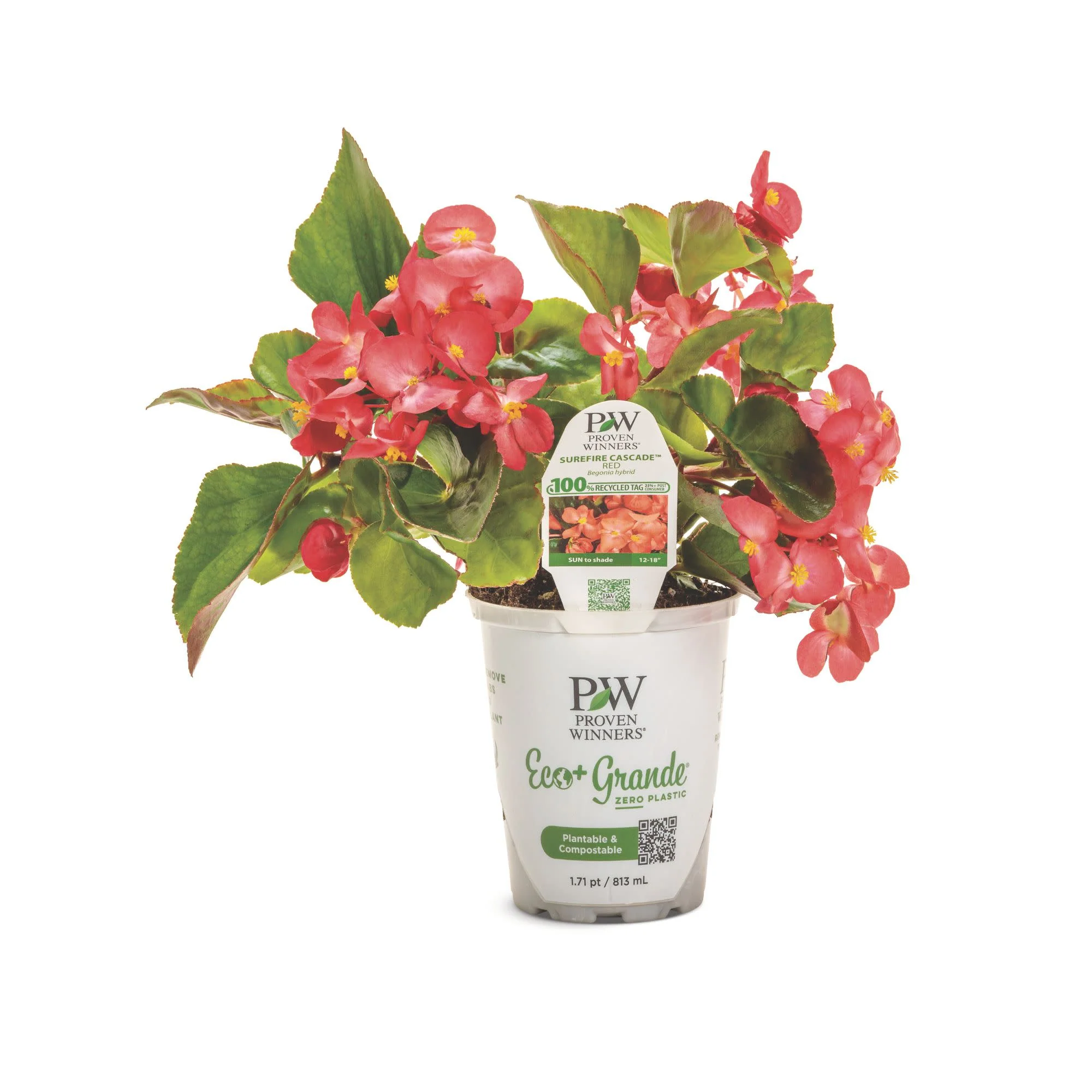 Surefire Cascade™ Red Begonia | Proven Winners® New Variety 2026 - Image 2