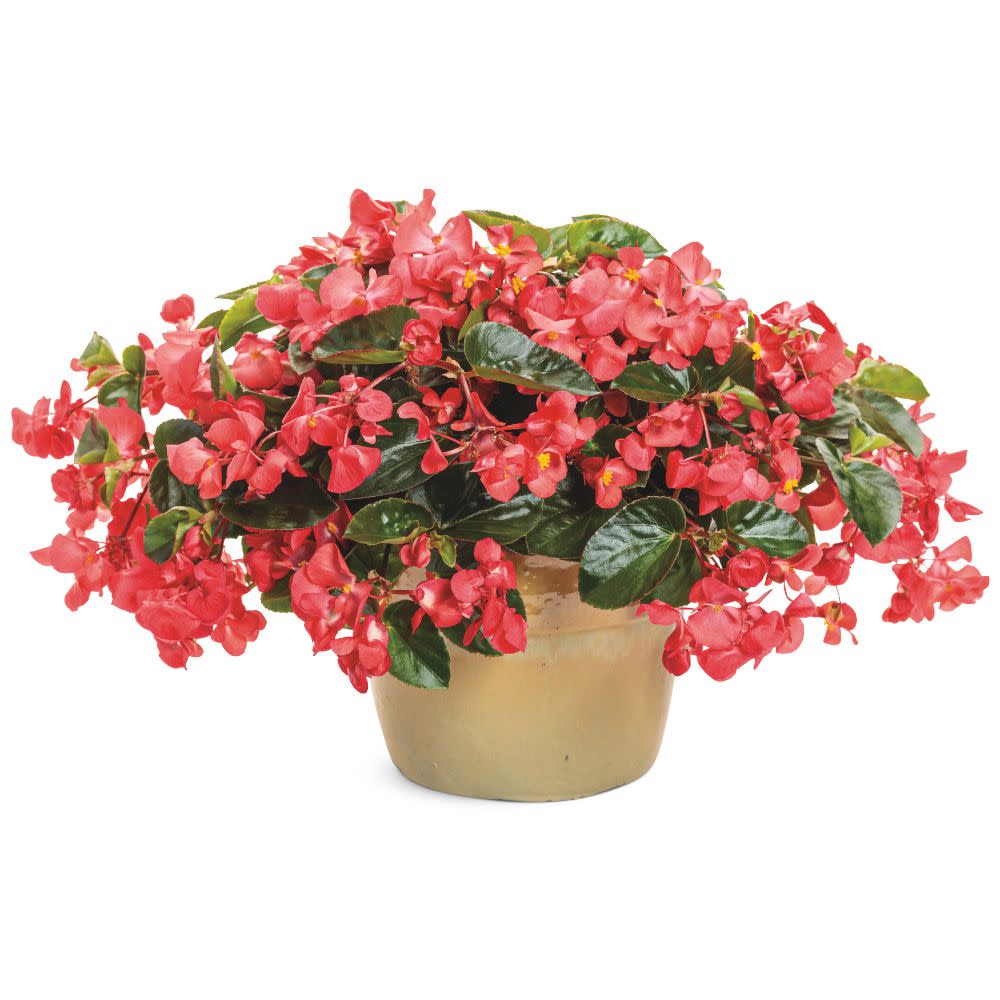 Surefire Cascade™ Red Begonia | Proven Winners® New Variety 2026 - Image 4