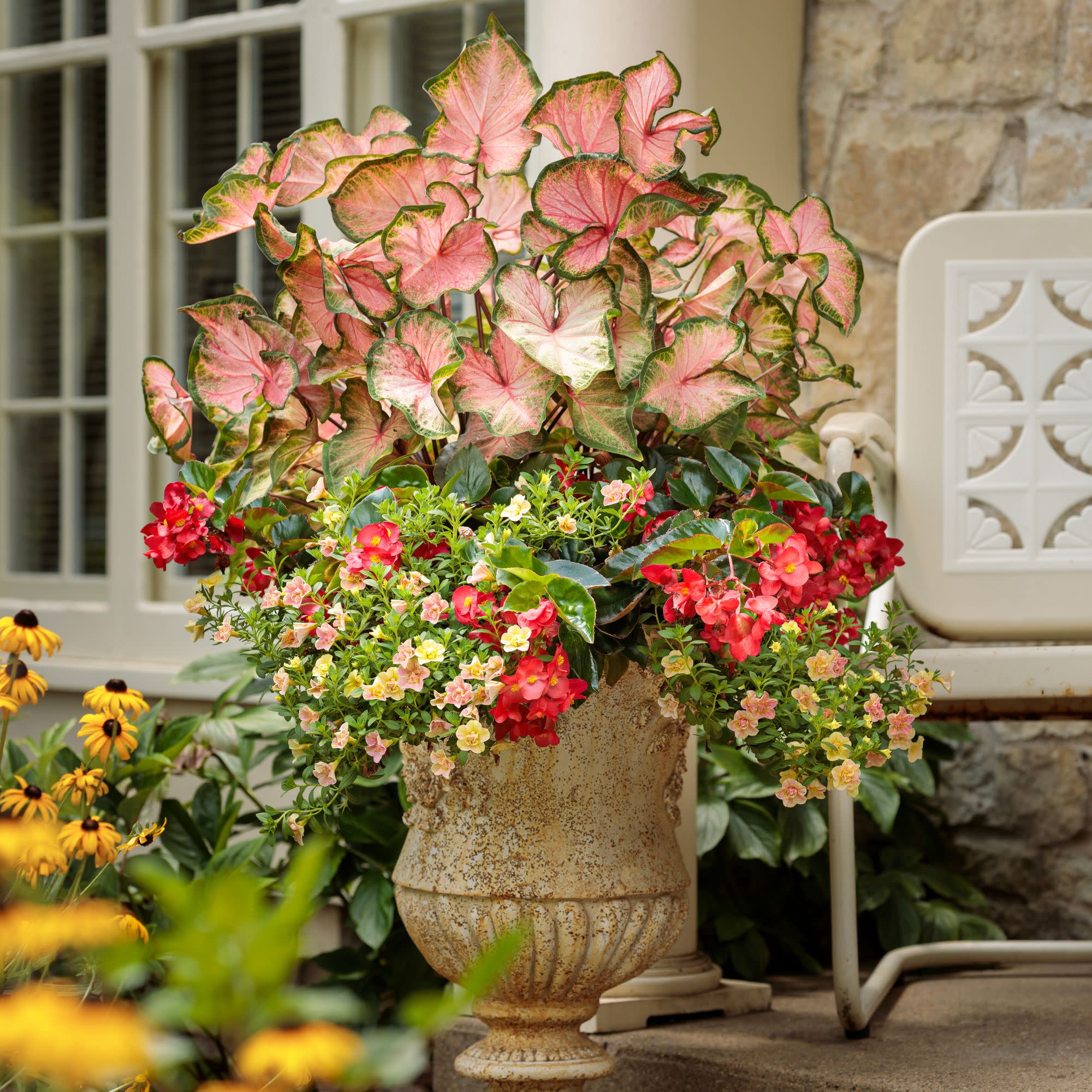 Surefire Cascade™ Red Begonia | Proven Winners® New Variety 2026 - Image 5