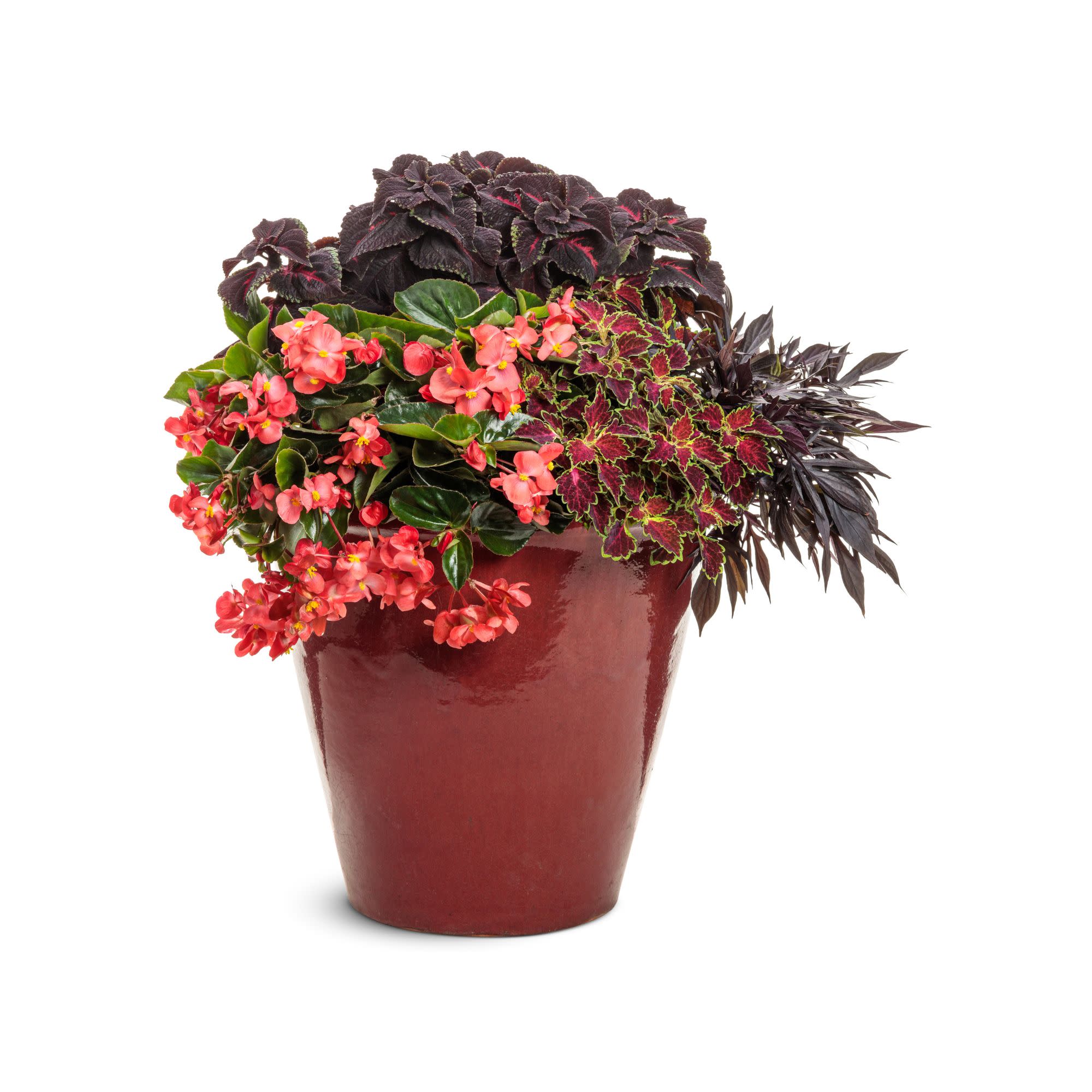 Surefire Cascade™ Red Begonia | Proven Winners® New Variety 2026 - Image 6