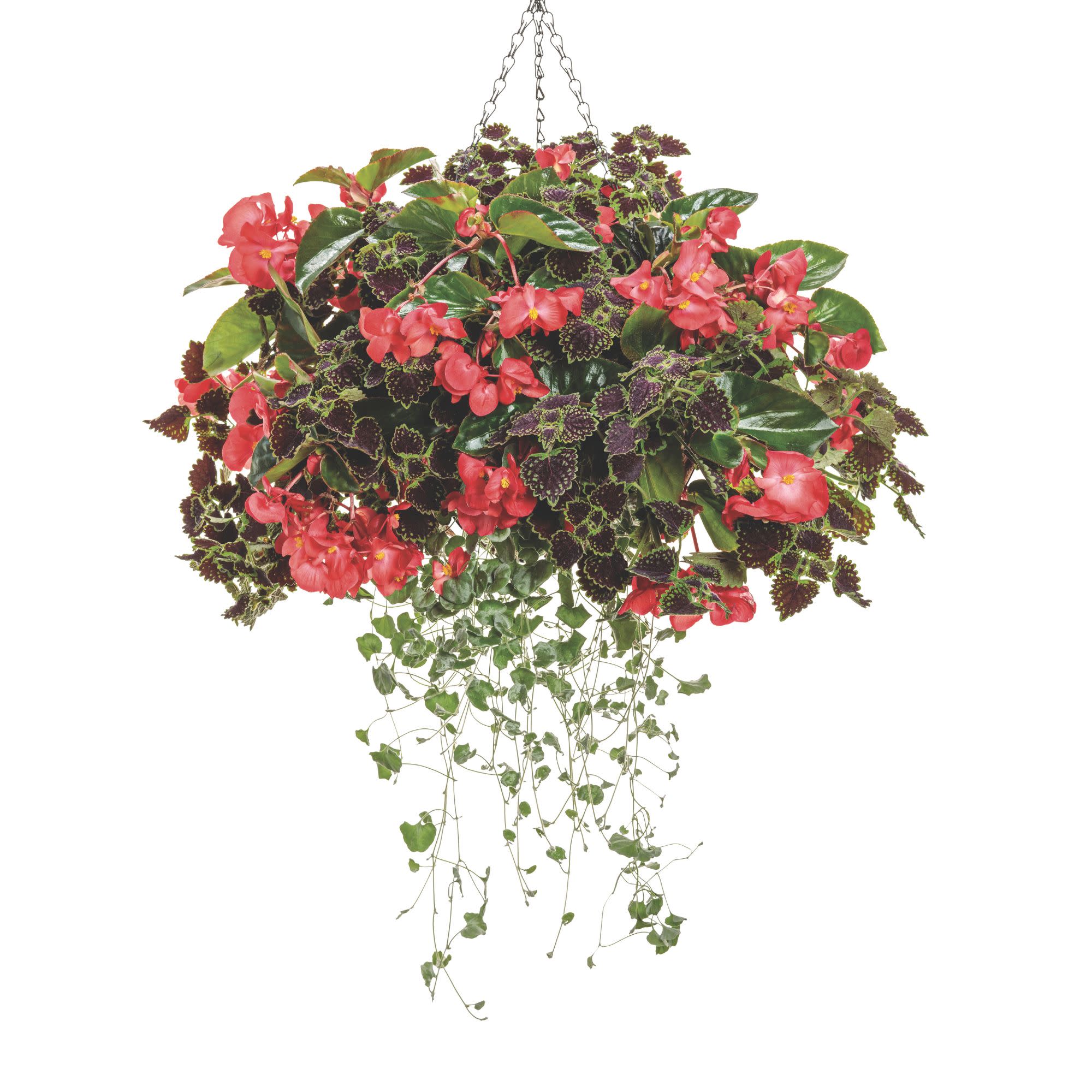 Surefire Cascade™ Red Begonia | Proven Winners® New Variety 2026 - Image 7