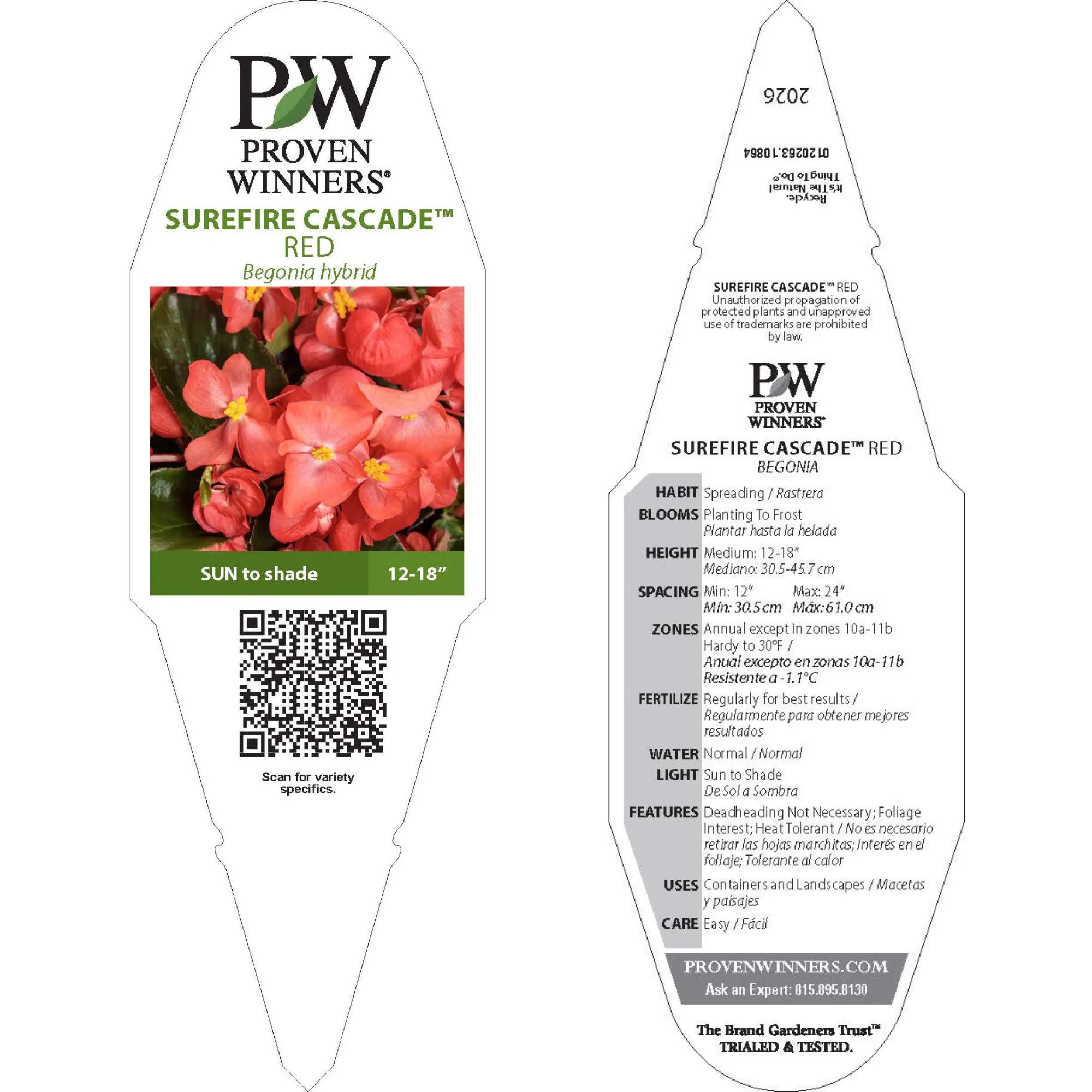 Surefire Cascade™ Red Begonia | Proven Winners® New Variety 2026 - Image 9
