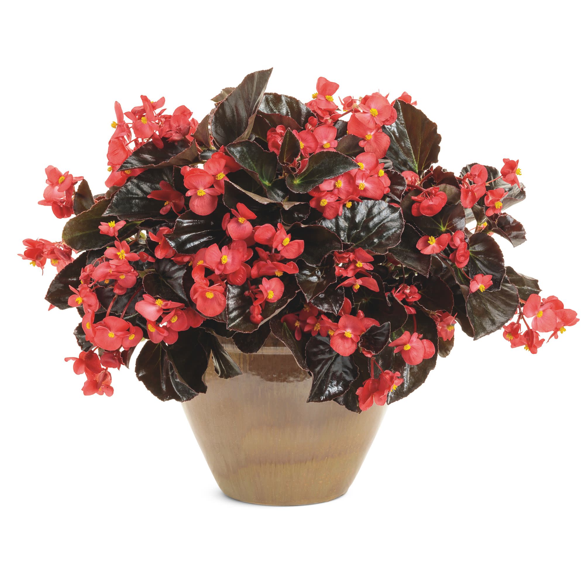 Surefire® Cherry Cordial™ Begonia (x hybrida) - Image 4