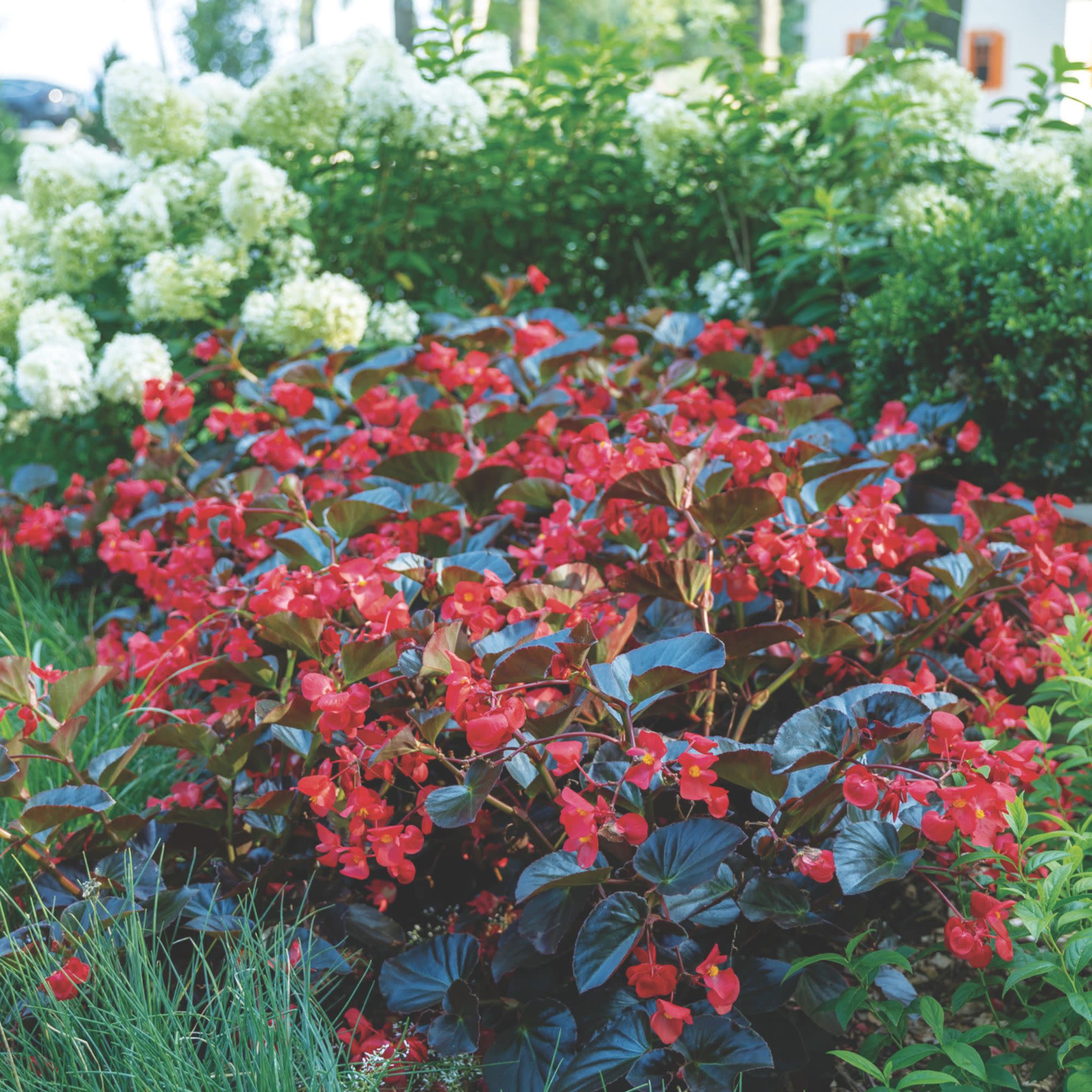 Surefire® Cherry Cordial™ Begonia (x hybrida) - Image 5