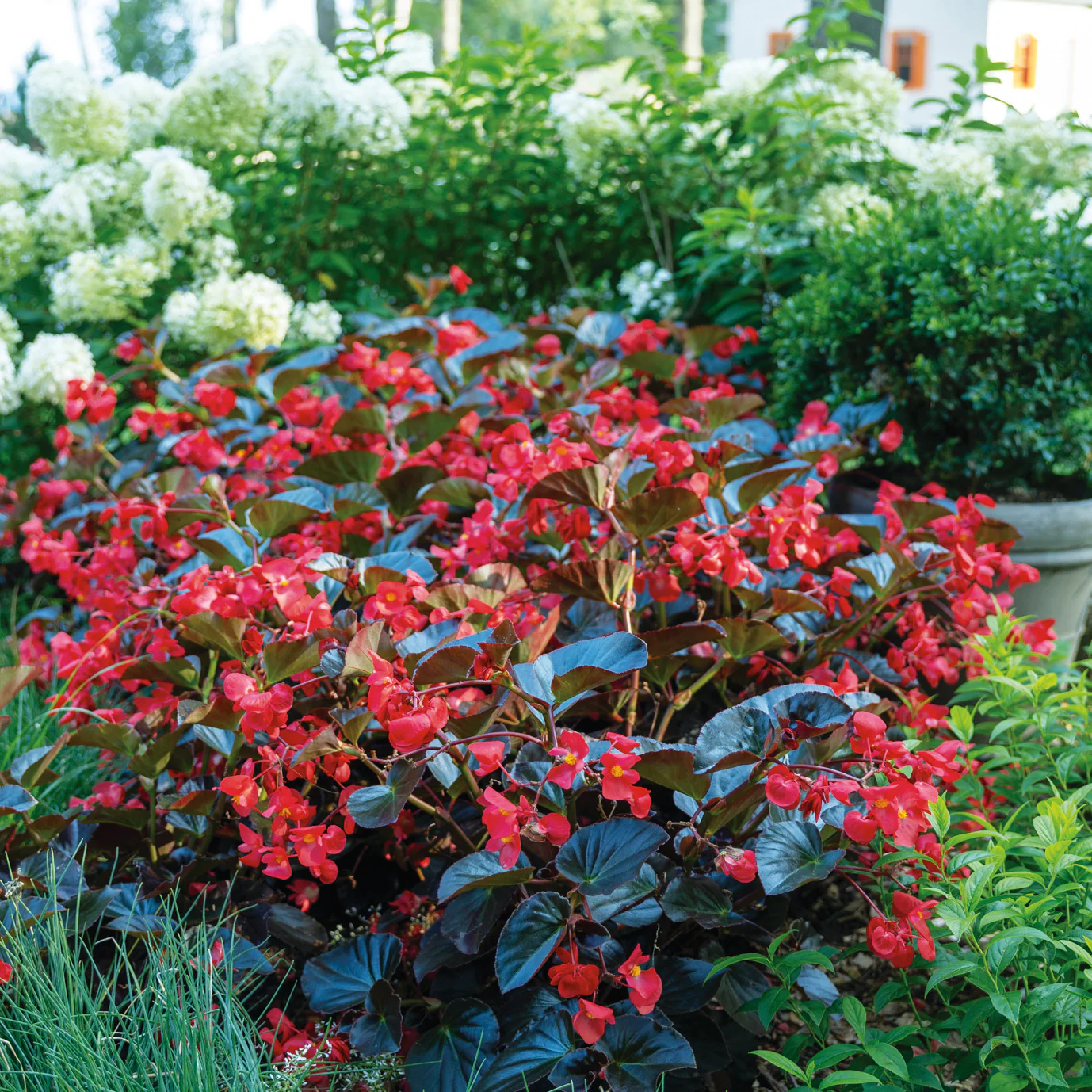 Surefire® Cherry Cordial™ Begonia (x hybrida) - Image 7