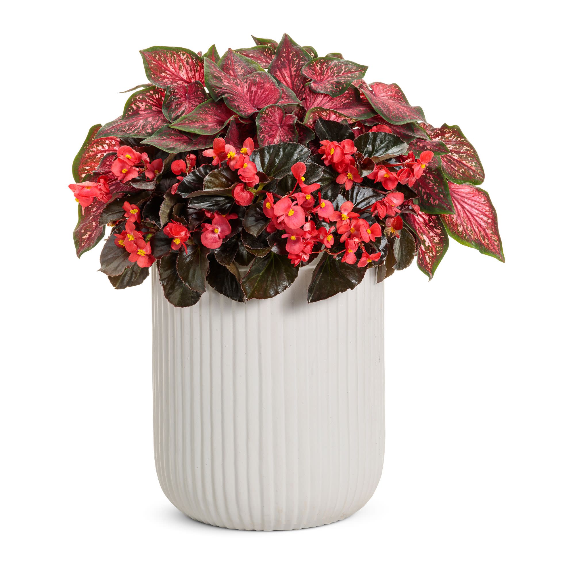 Surefire® Cherry Cordial™ Begonia (x hybrida) - Image 8