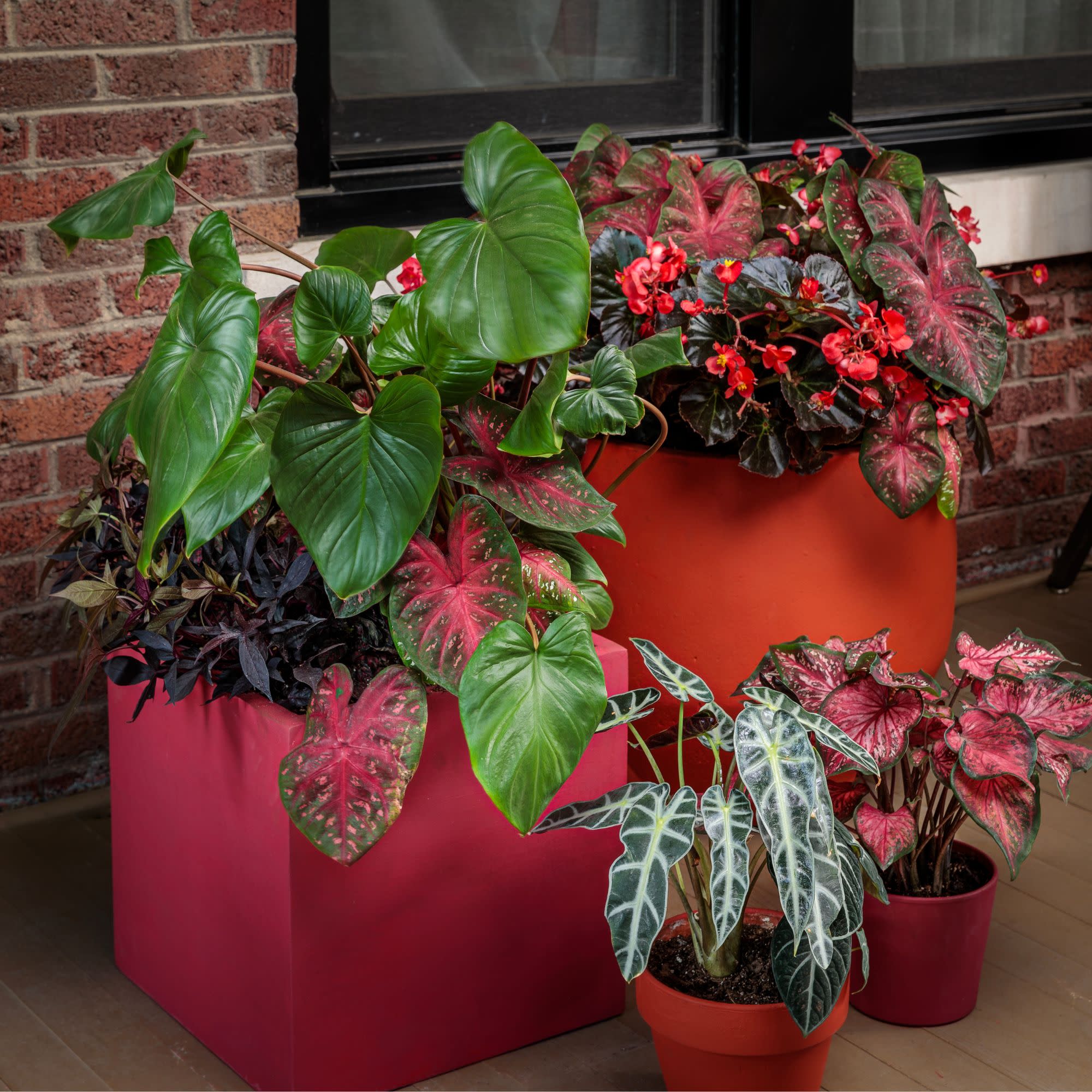 Surefire® Cherry Cordial™ Begonia (x hybrida) - Image 9