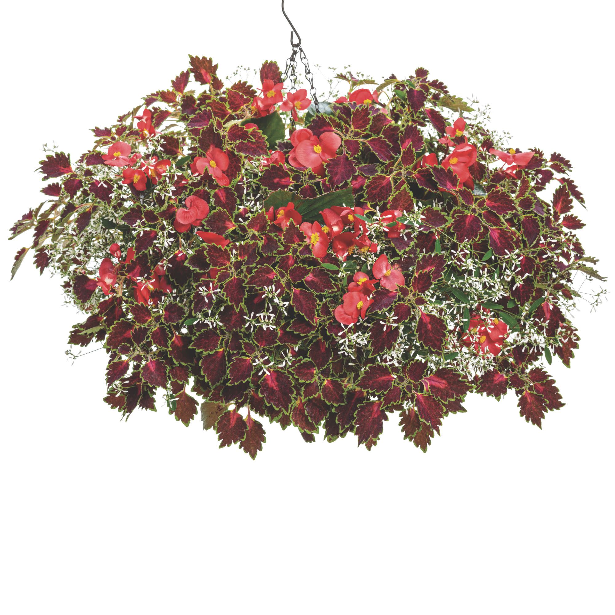 Surefire® Red Begonia (benariensis) - Image 11