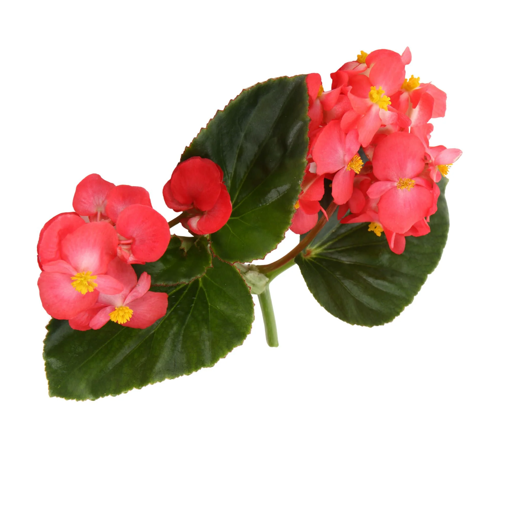 Surefire® Red Begonia (benariensis) - Image 12
