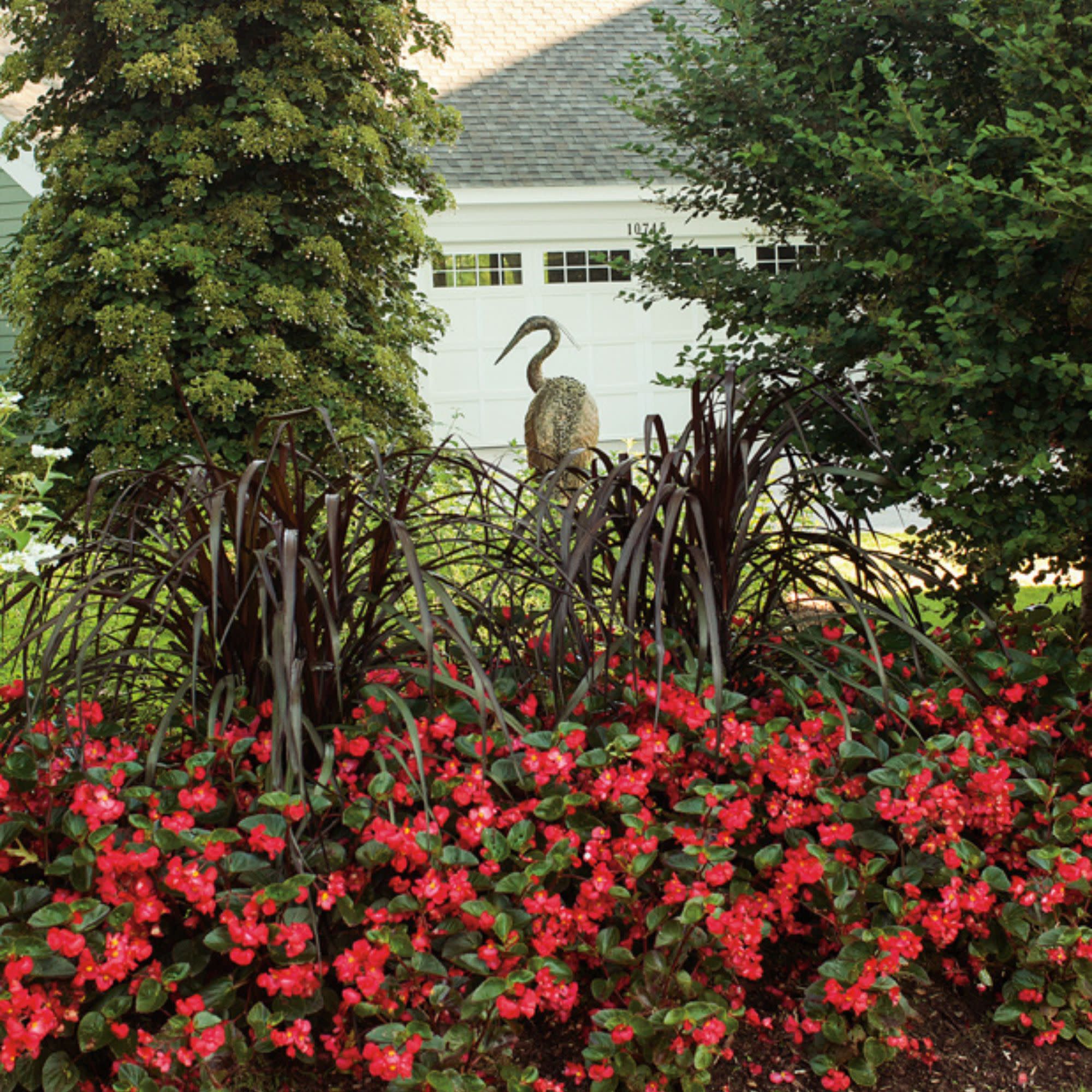 Surefire® Red Begonia (benariensis) - Image 8