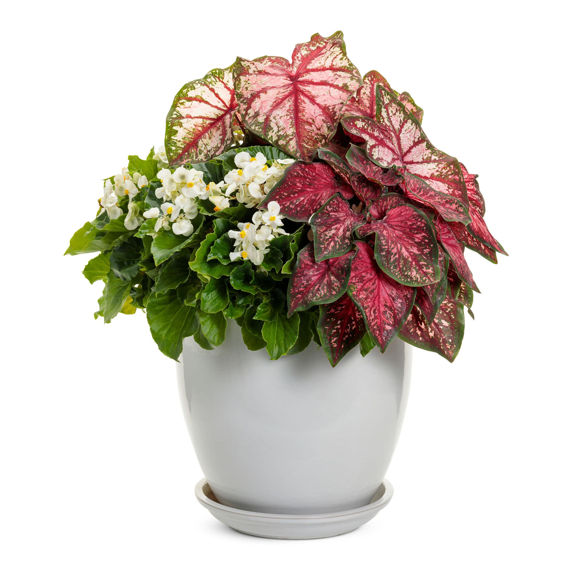 Surefire® White Begonia (benariensis) - Image 10