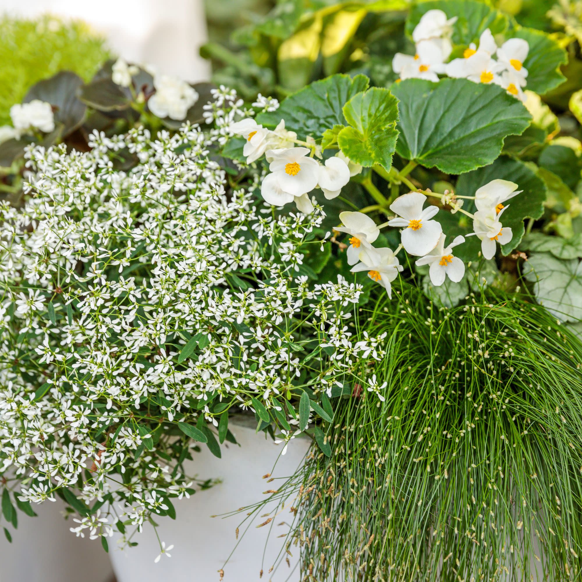 Surefire® White Begonia (benariensis) - Image 11