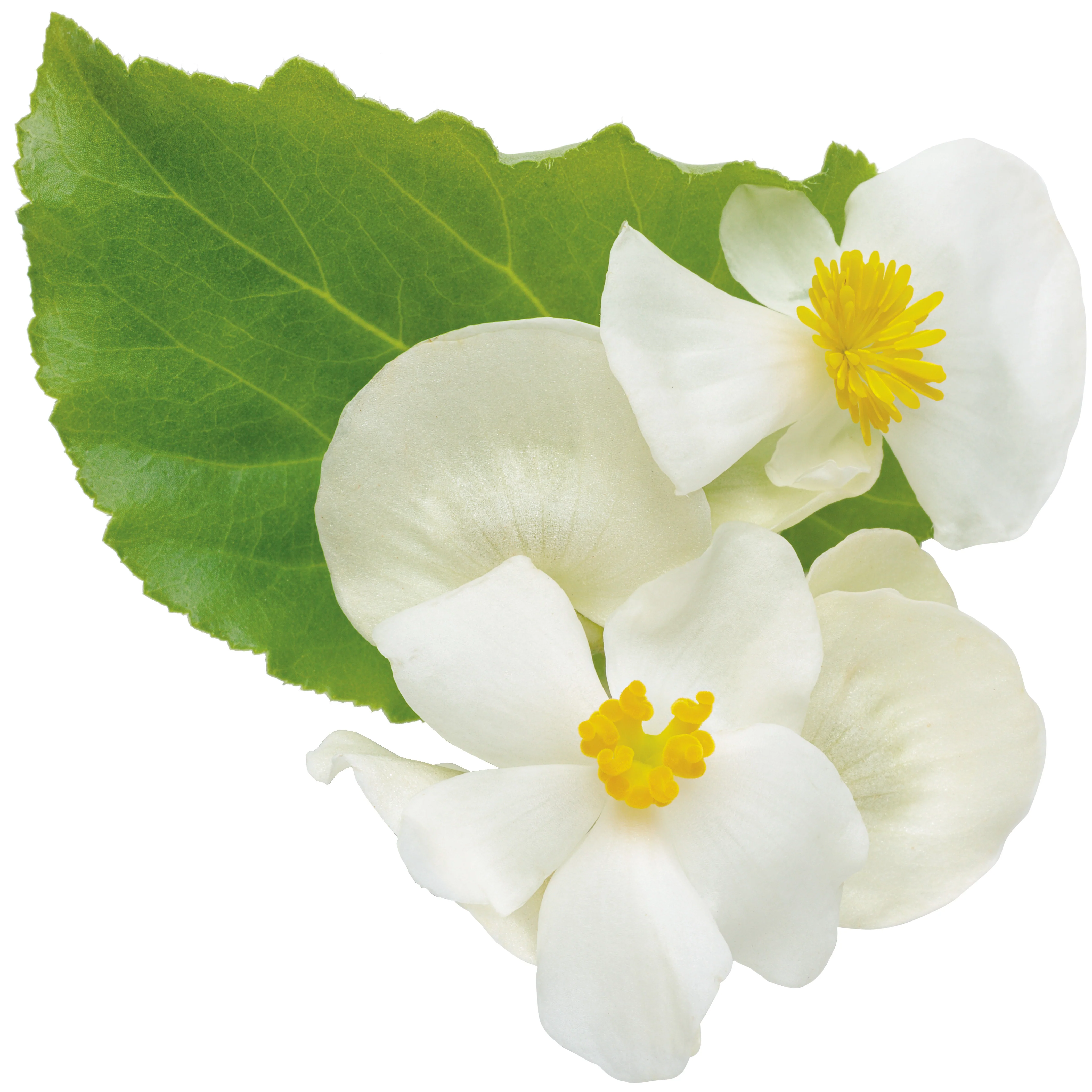 Surefire® White Begonia (benariensis) - Image 12