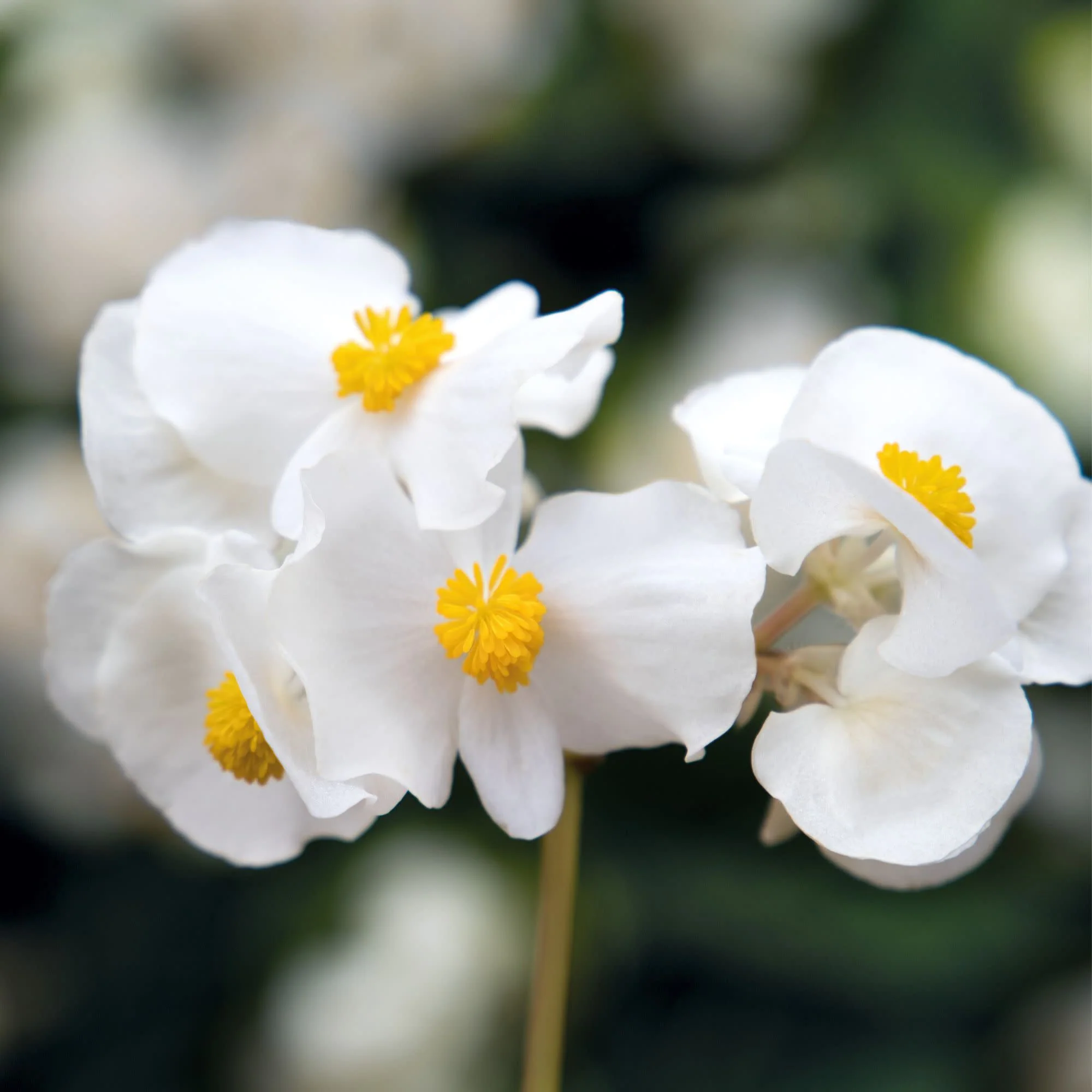 Surefire® White Begonia (benariensis) - Image 4