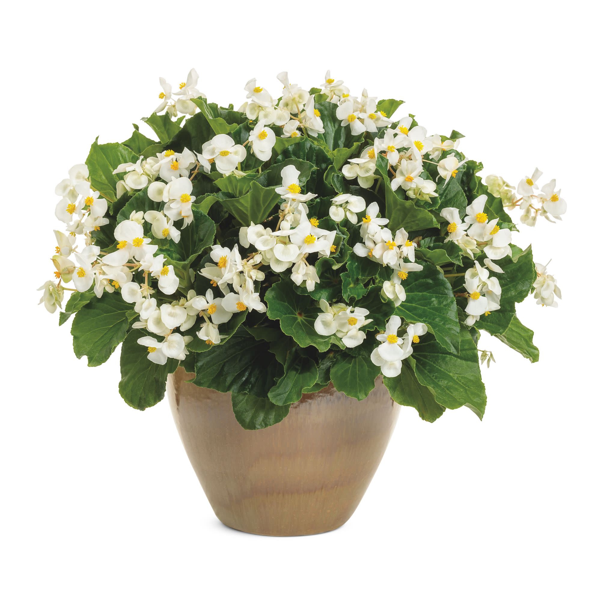 Surefire® White Begonia (benariensis) - Image 5
