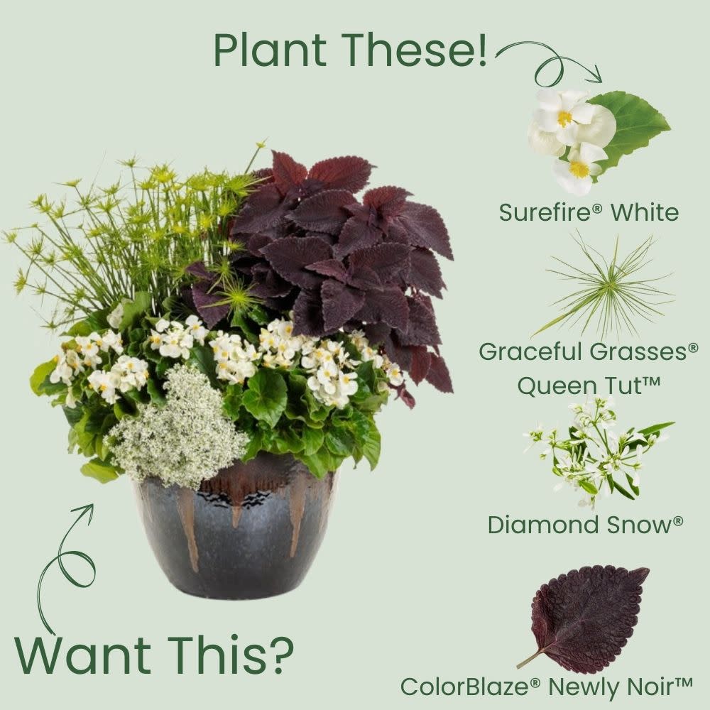 Surefire® White Begonia (benariensis) - Image 6
