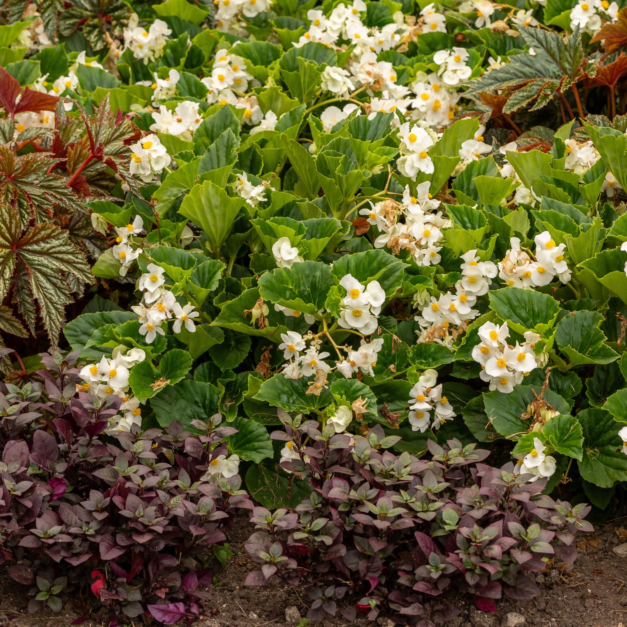 Surefire® White Begonia (benariensis) - Image 7