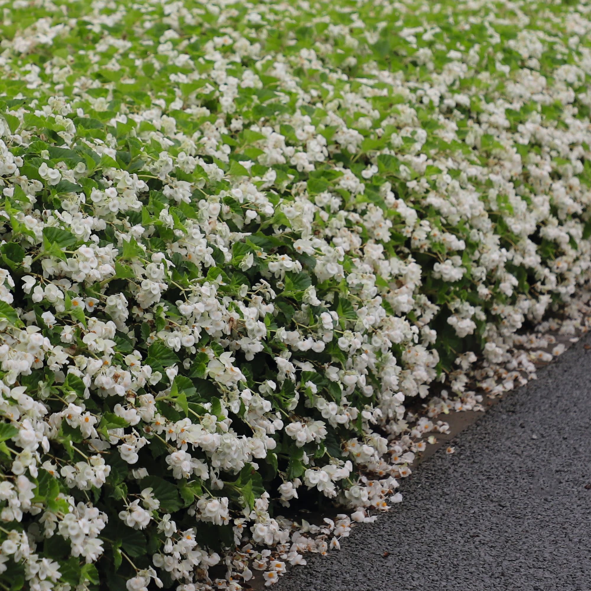 Surefire® White Begonia (benariensis) - Image 8