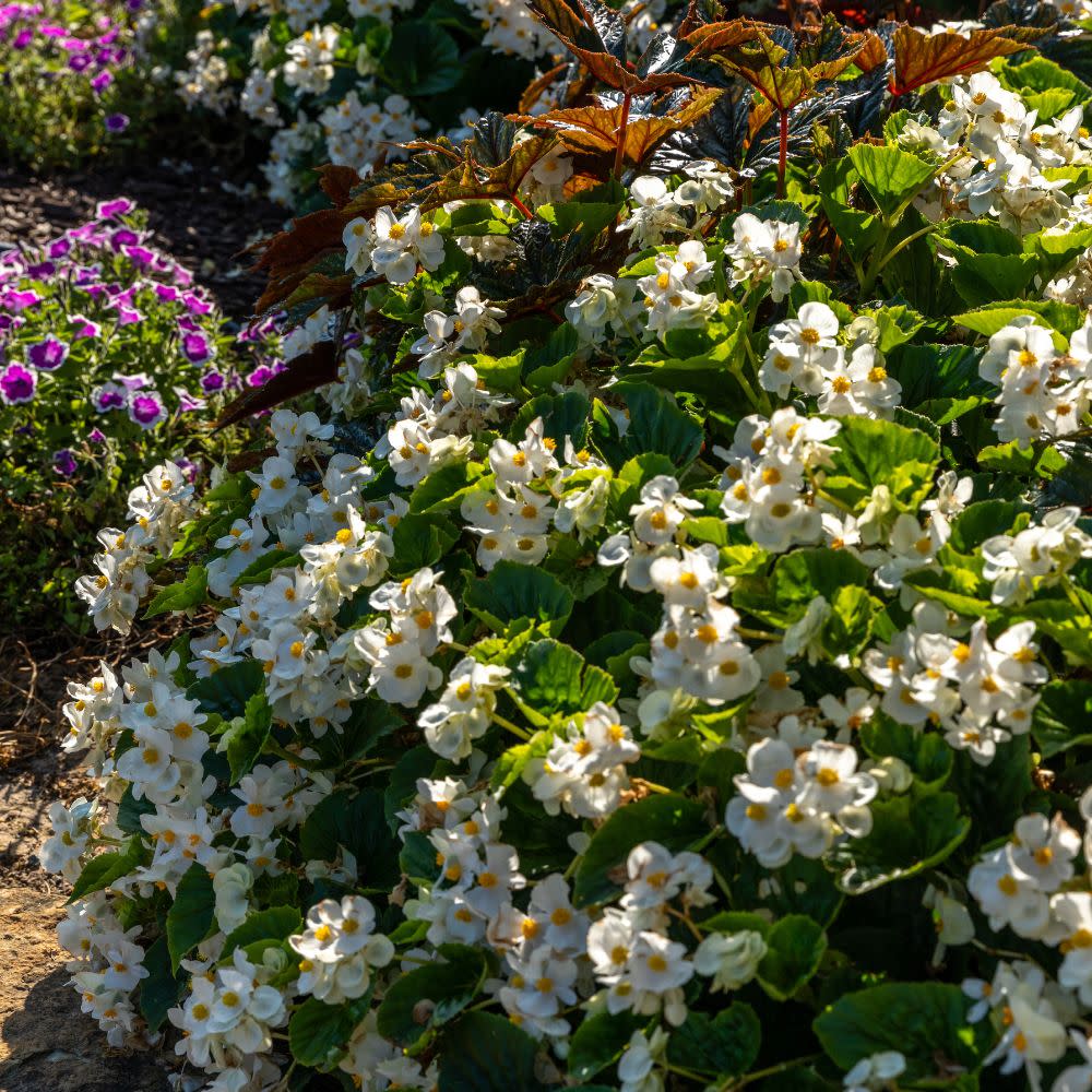 Surefire® White Begonia (benariensis) - Image 9