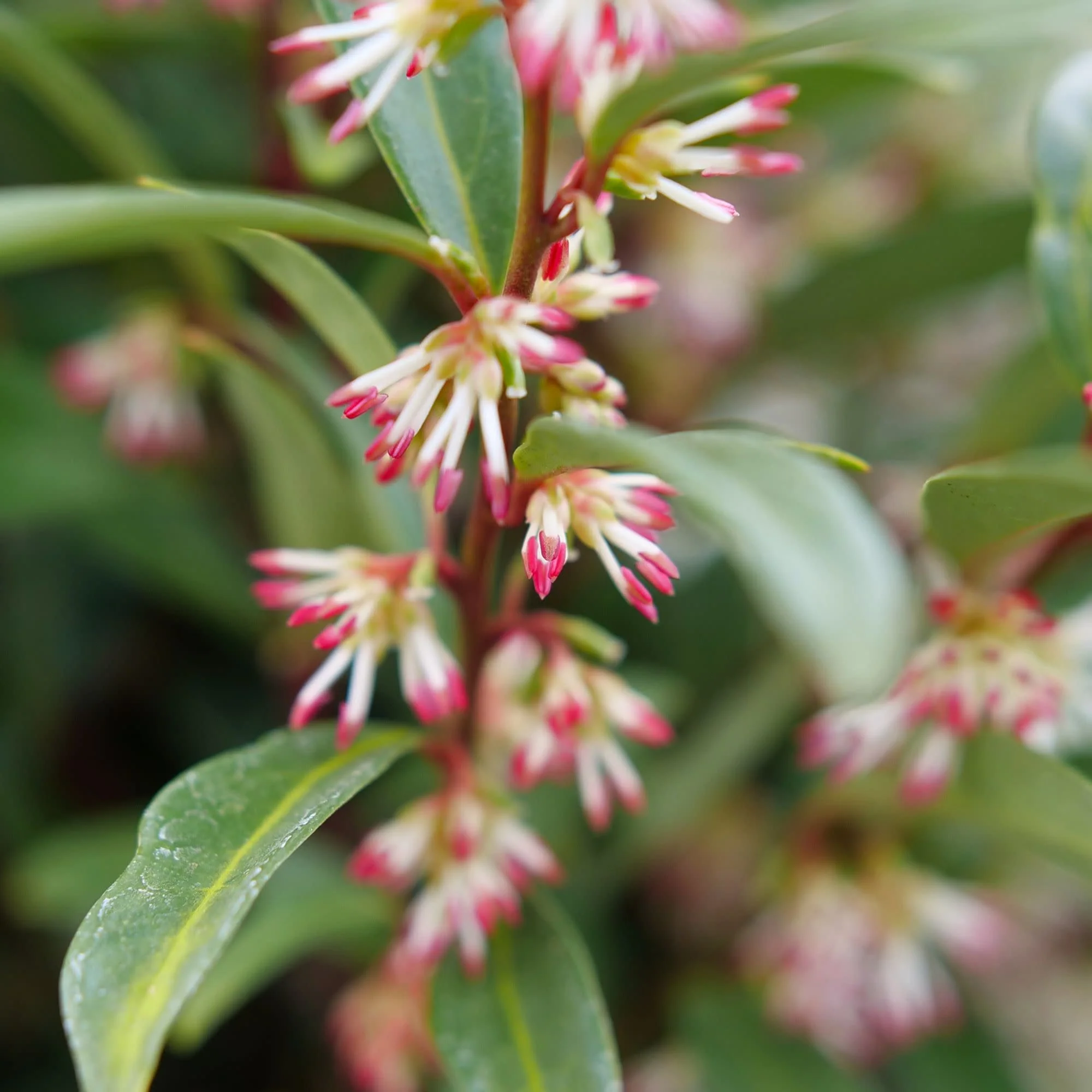 Sweet & Lo™ Sweet Box (Sarcococca hookeriana) - Image 5