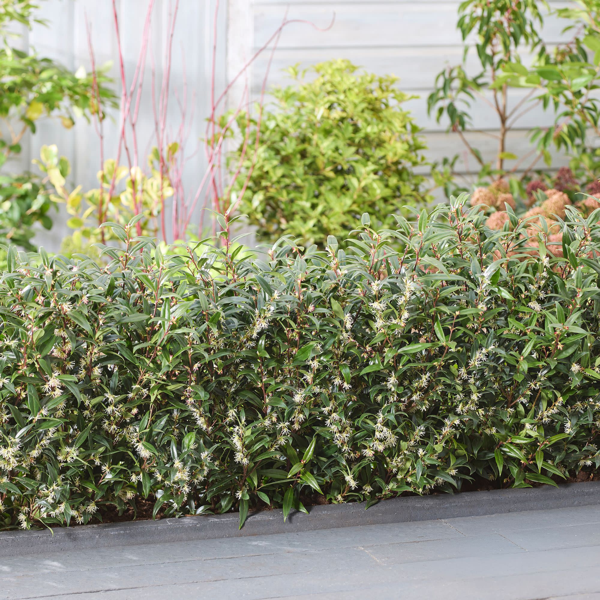 Sweet & Lo™ Sweet Box (Sarcococca hookeriana) - Image 6