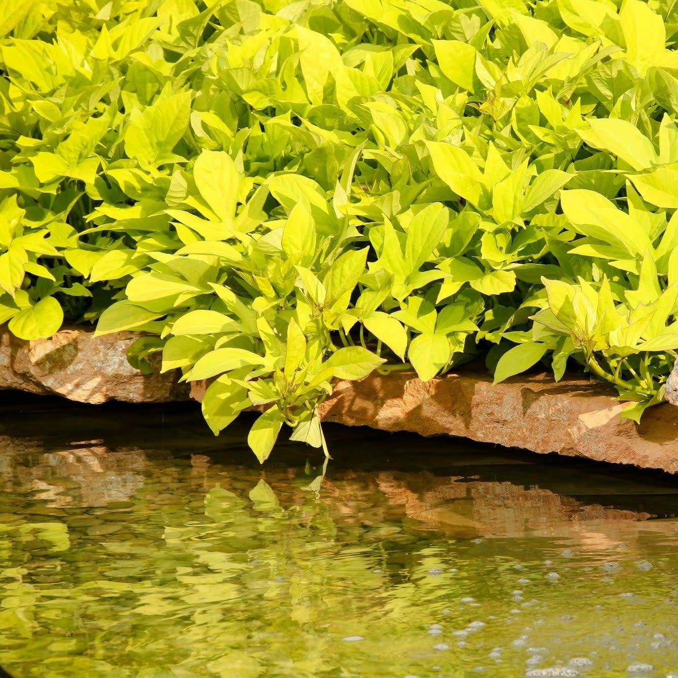 Sweet Caroline Light Green Sweet Potato Vine (Ipomoea batatas) - Image 7