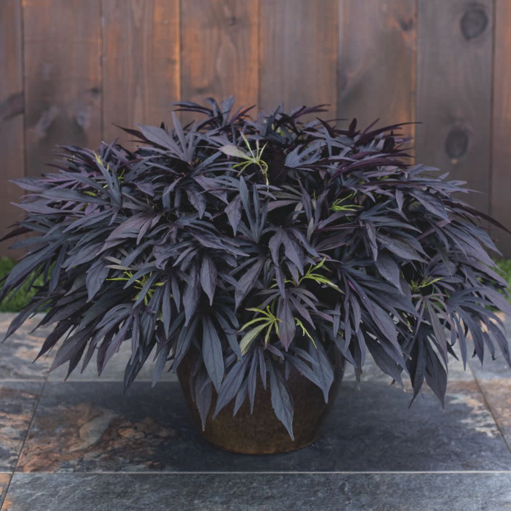 Sweet Caroline Medusa™ Black Ornamental Sweet Potato Vine (Ipomoea batatas) | Proven Winners® New Variety 2026 - Image 7