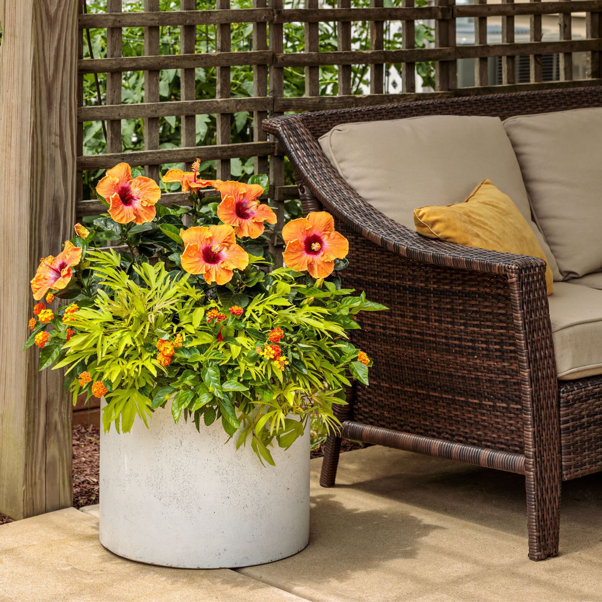 Sweet Caroline Medusa™ Green Ornamental Sweet Potato Vine (Ipomoea batatas) - Image 11