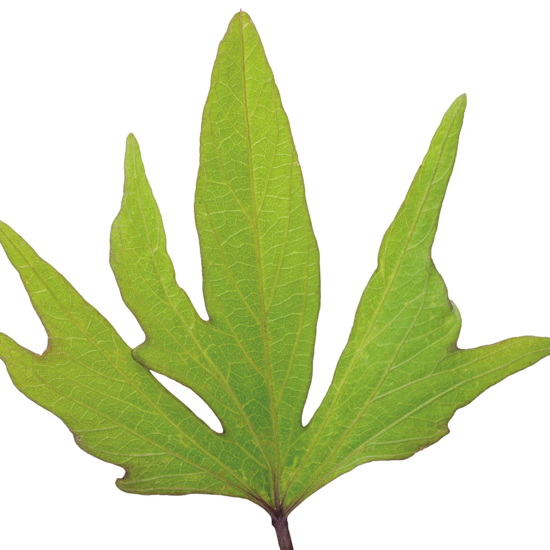 Sweet Caroline Medusa™ Green Ornamental Sweet Potato Vine (Ipomoea batatas) - Image 12