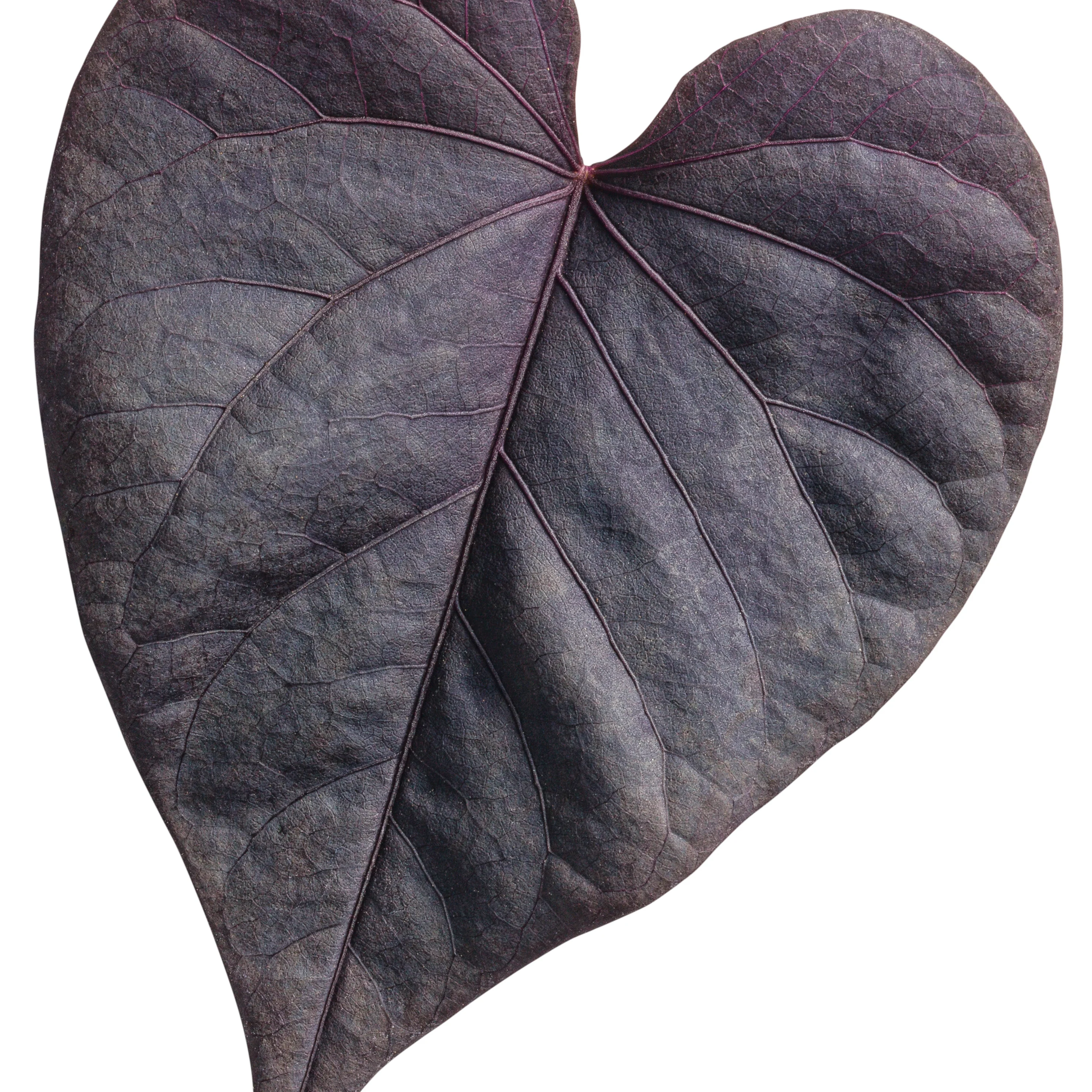 Sweet Caroline Sweetheart Jet Black⢠Sweet Potato Vine (Ipomoea batatas) - Image 13