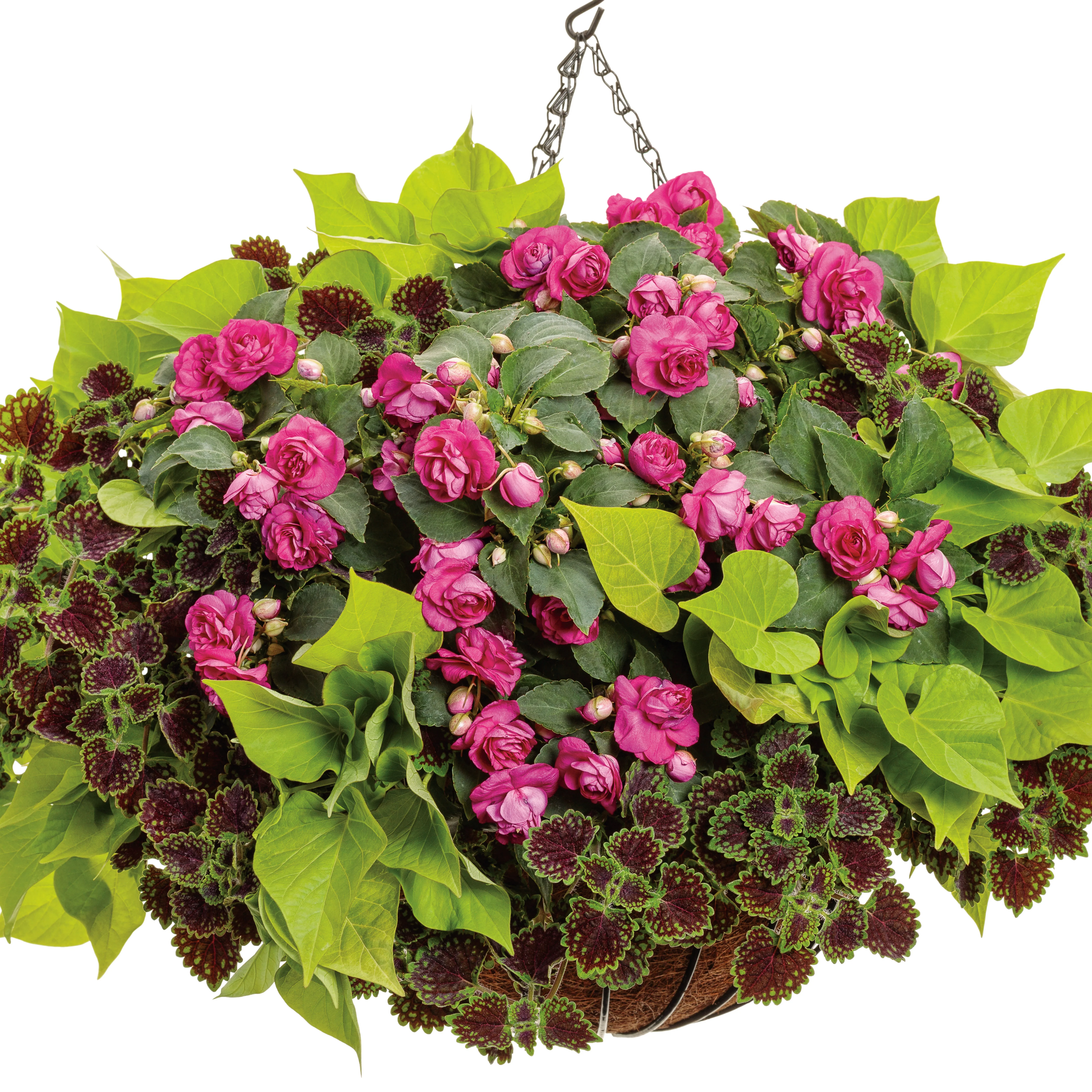Sweet Caroline Sweetheart Lime Sweet Potato Vine (Ipomoea) - Image 12