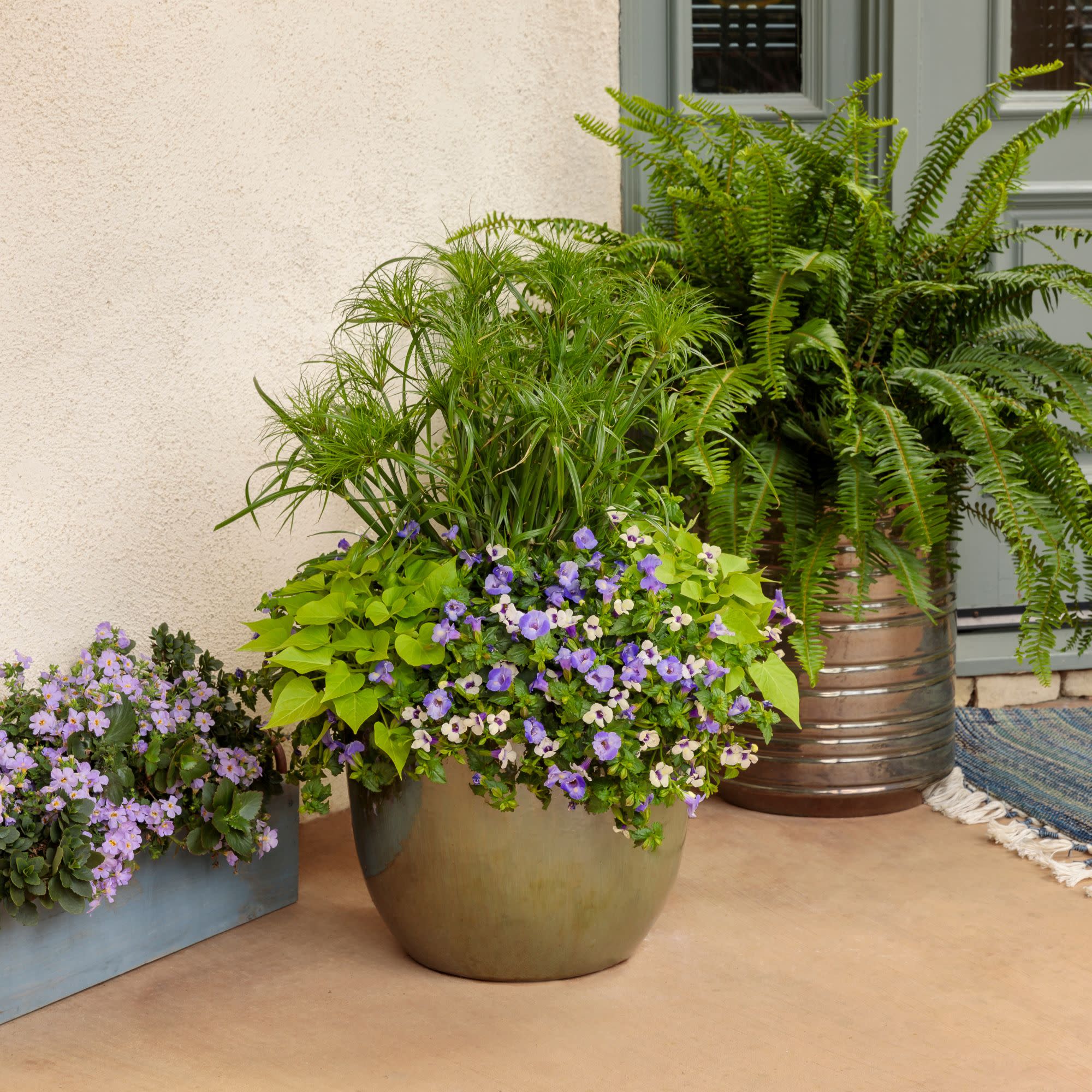 Sweet Caroline Sweetheart Lime Sweet Potato Vine (Ipomoea) - Image 13