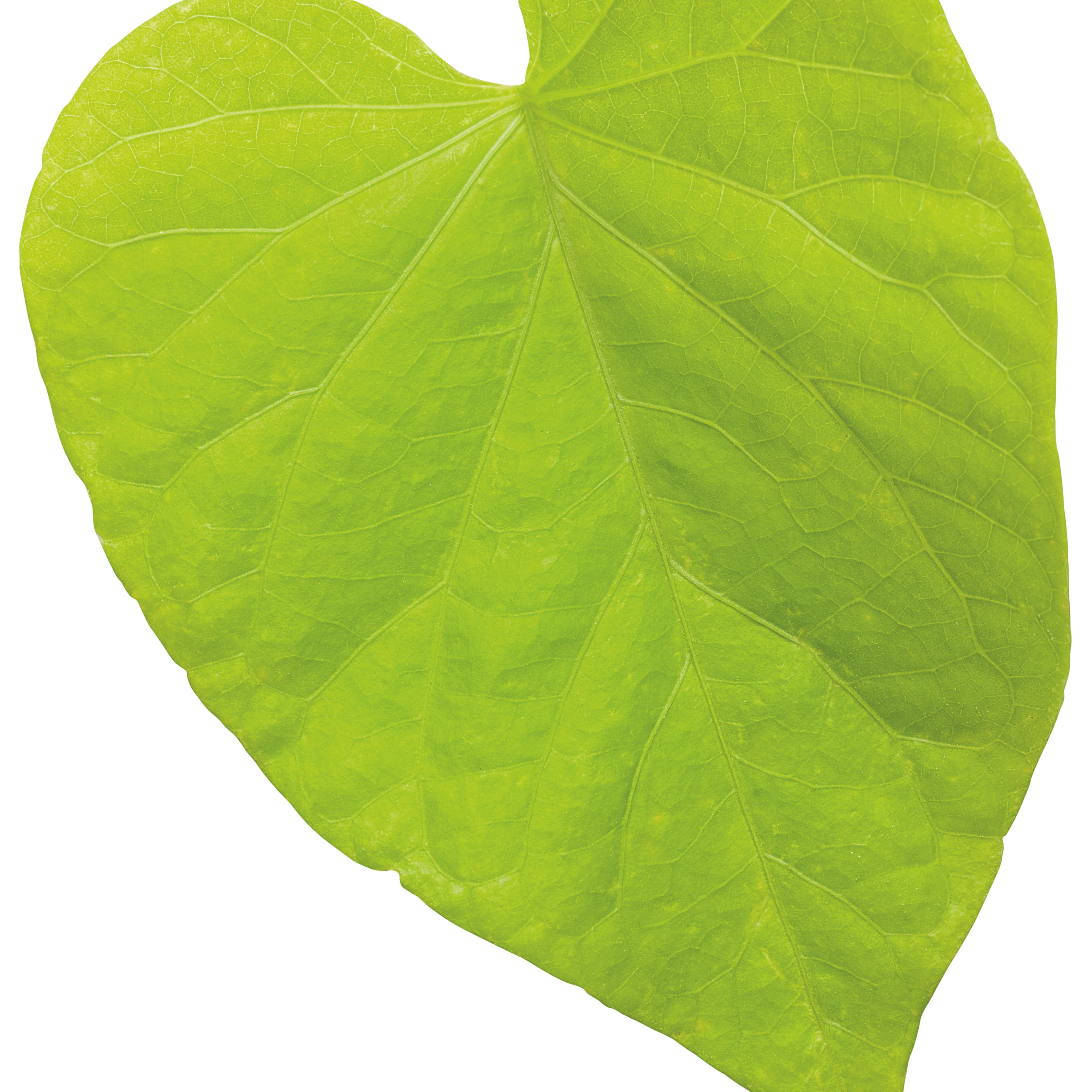 Sweet Caroline Sweetheart Lime Sweet Potato Vine (Ipomoea) - Image 14
