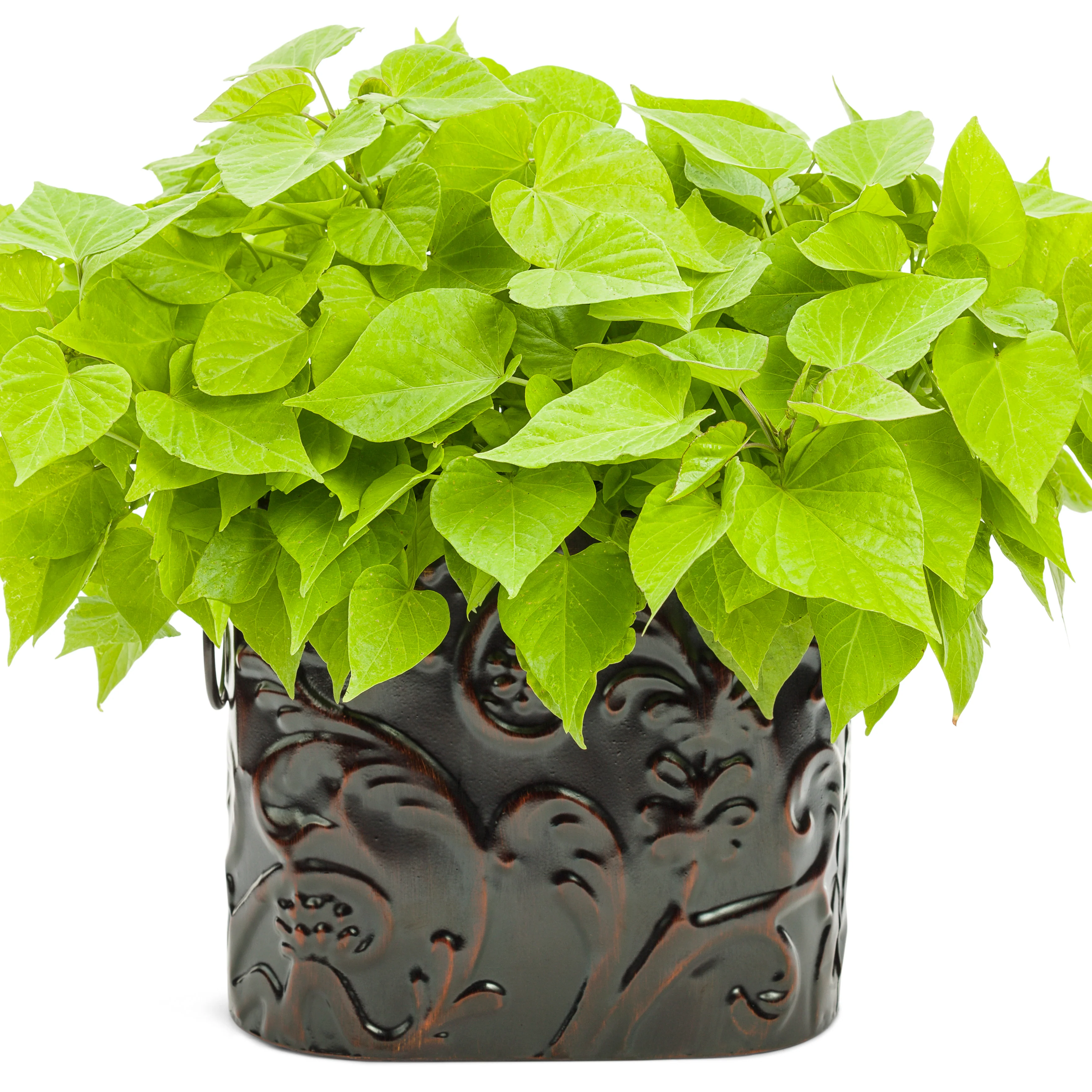 Sweet Caroline Sweetheart Lime Sweet Potato Vine (Ipomoea) - Image 4
