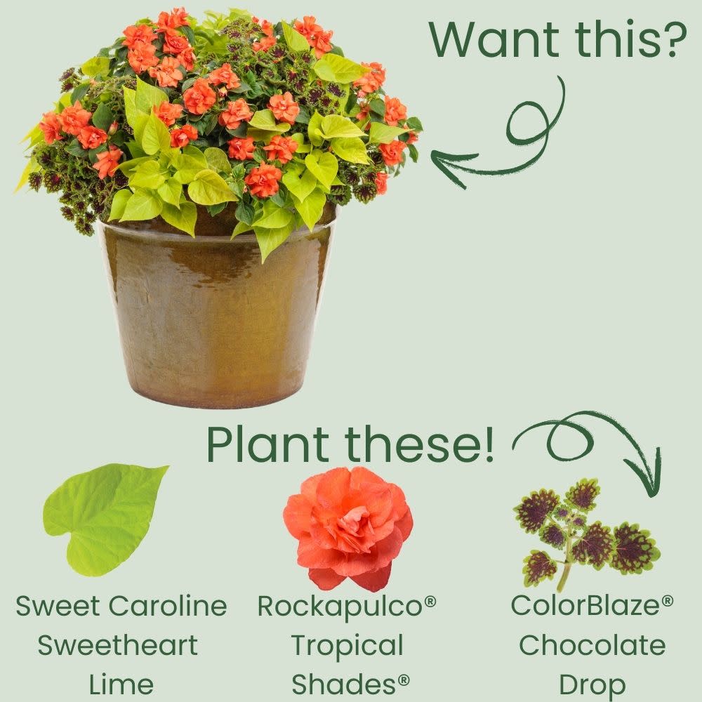 Sweet Caroline Sweetheart Lime Sweet Potato Vine (Ipomoea) - Image 5