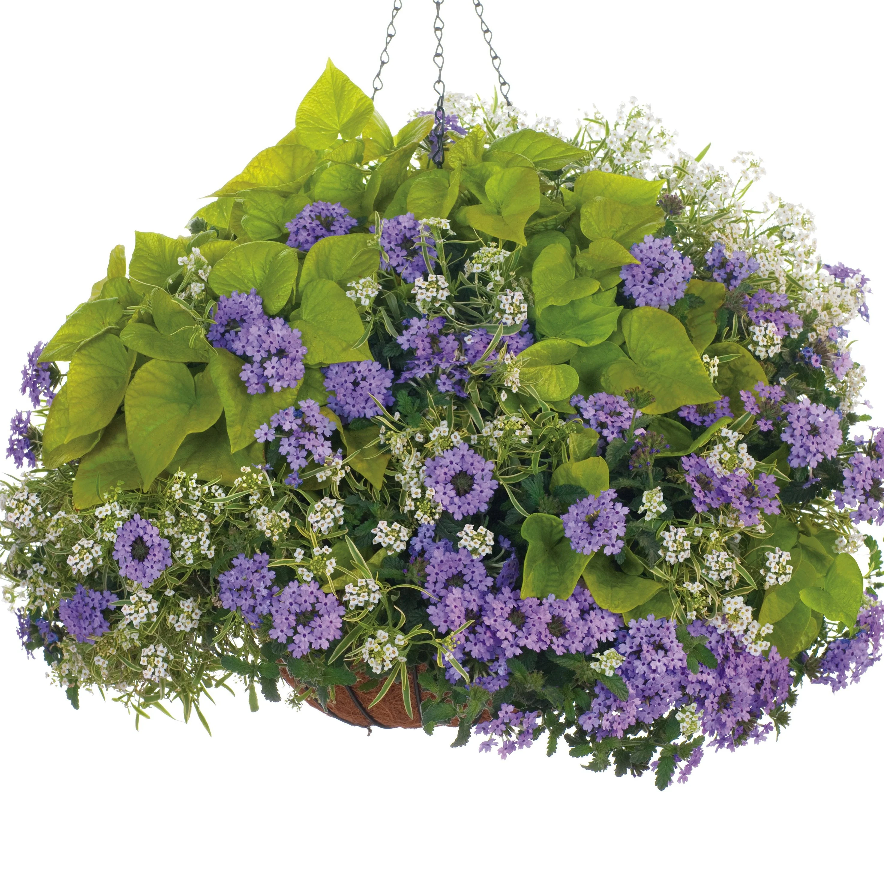 Sweet Caroline Sweetheart Lime Sweet Potato Vine (Ipomoea) - Image 6