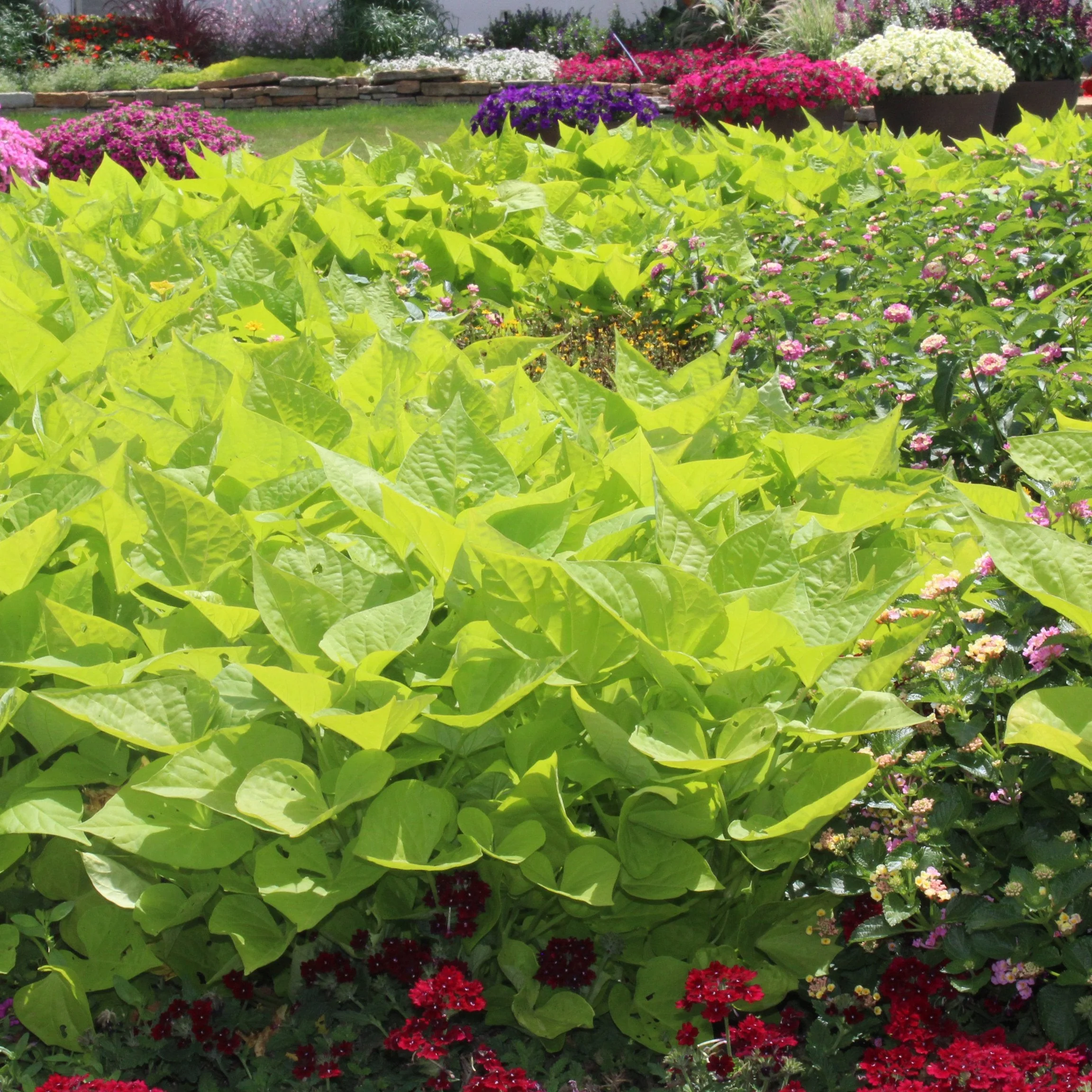 Sweet Caroline Sweetheart Lime Sweet Potato Vine (Ipomoea) - Image 7