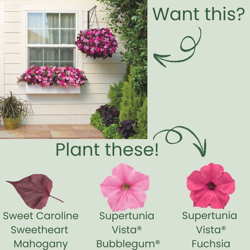 Sweet Caroline Sweetheart Mahogany™ Sweet Potato Vine (Ipomoea) - Image 5