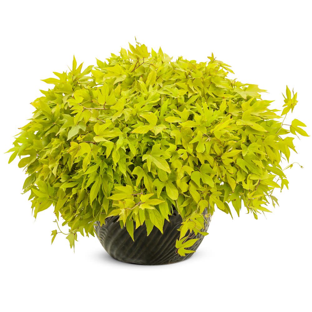 Sweet Caroline Upside™ Key Lime Ornamental Sweet Potato Vine (Ipomoea batatas) - Image 4