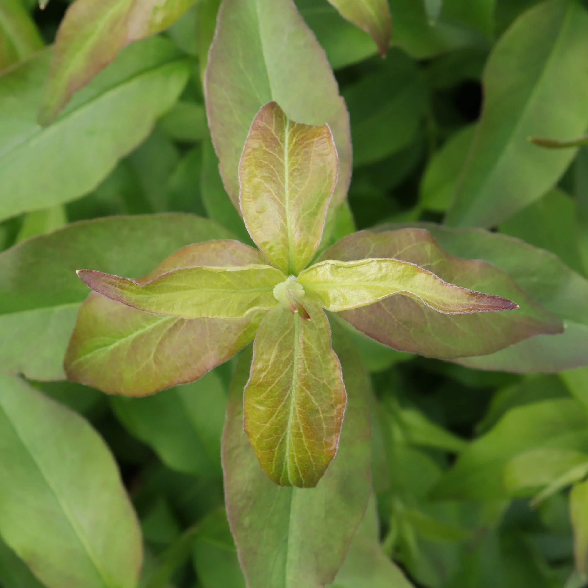 Sweet Emotion Blaze® Hardy Abelia (Abelia mosanensis) - Image 3