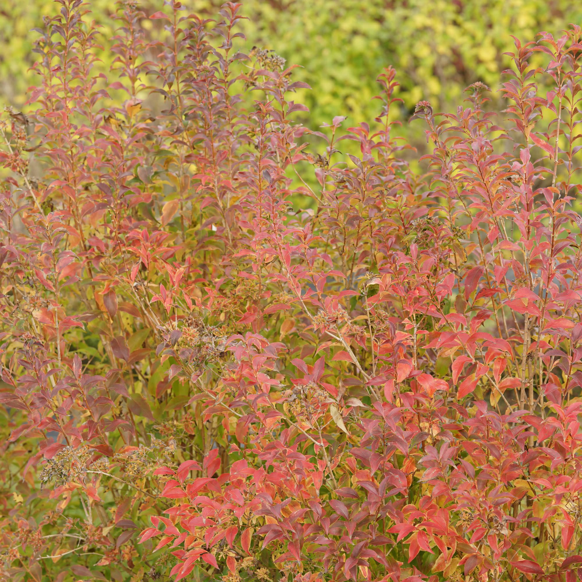 Sweet Emotion Blaze® Hardy Abelia (Abelia mosanensis) - Image 4