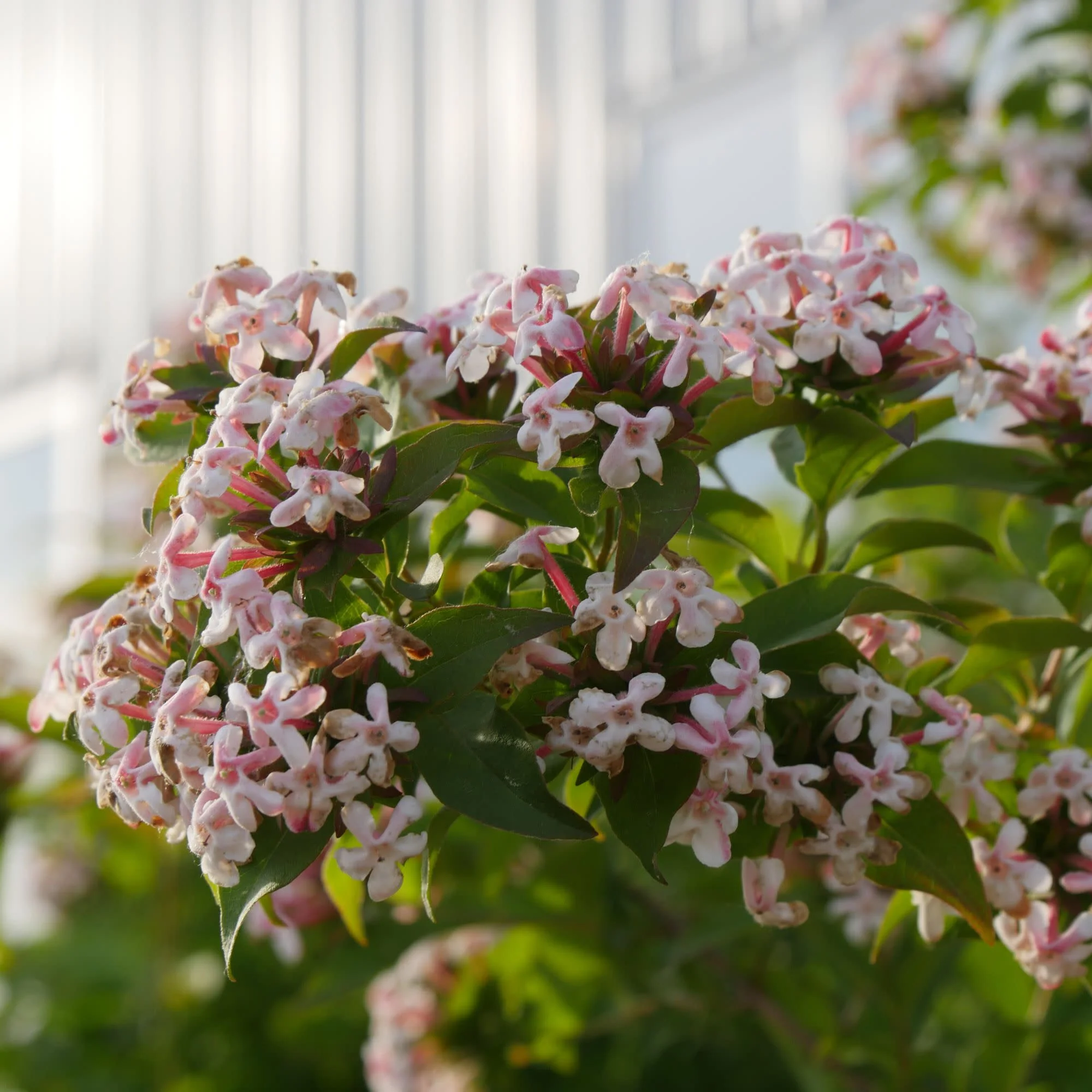Sweet Emotion Blaze® Hardy Abelia (Abelia mosanensis) - Image 5