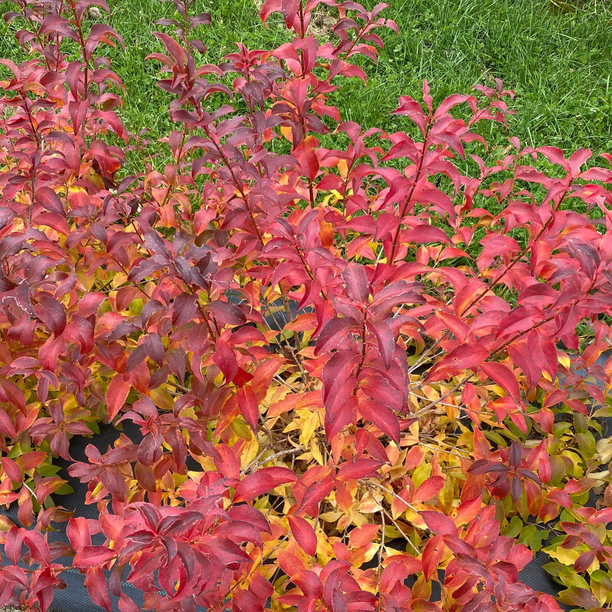 Sweet Emotion Blaze® Hardy Abelia (Abelia mosanensis) - Image 6