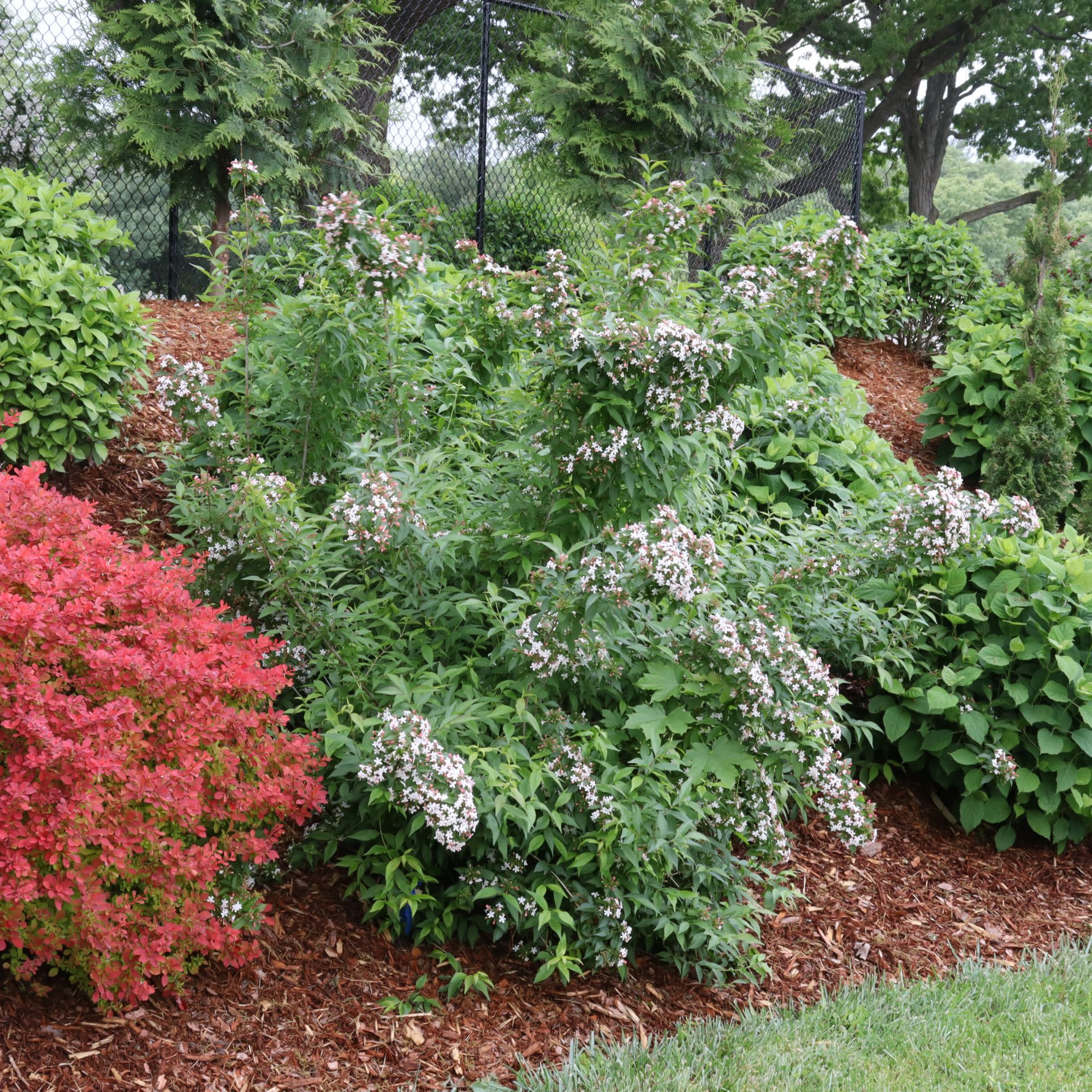Sweet Emotion Blaze® Hardy Abelia (Abelia mosanensis) - Image 7