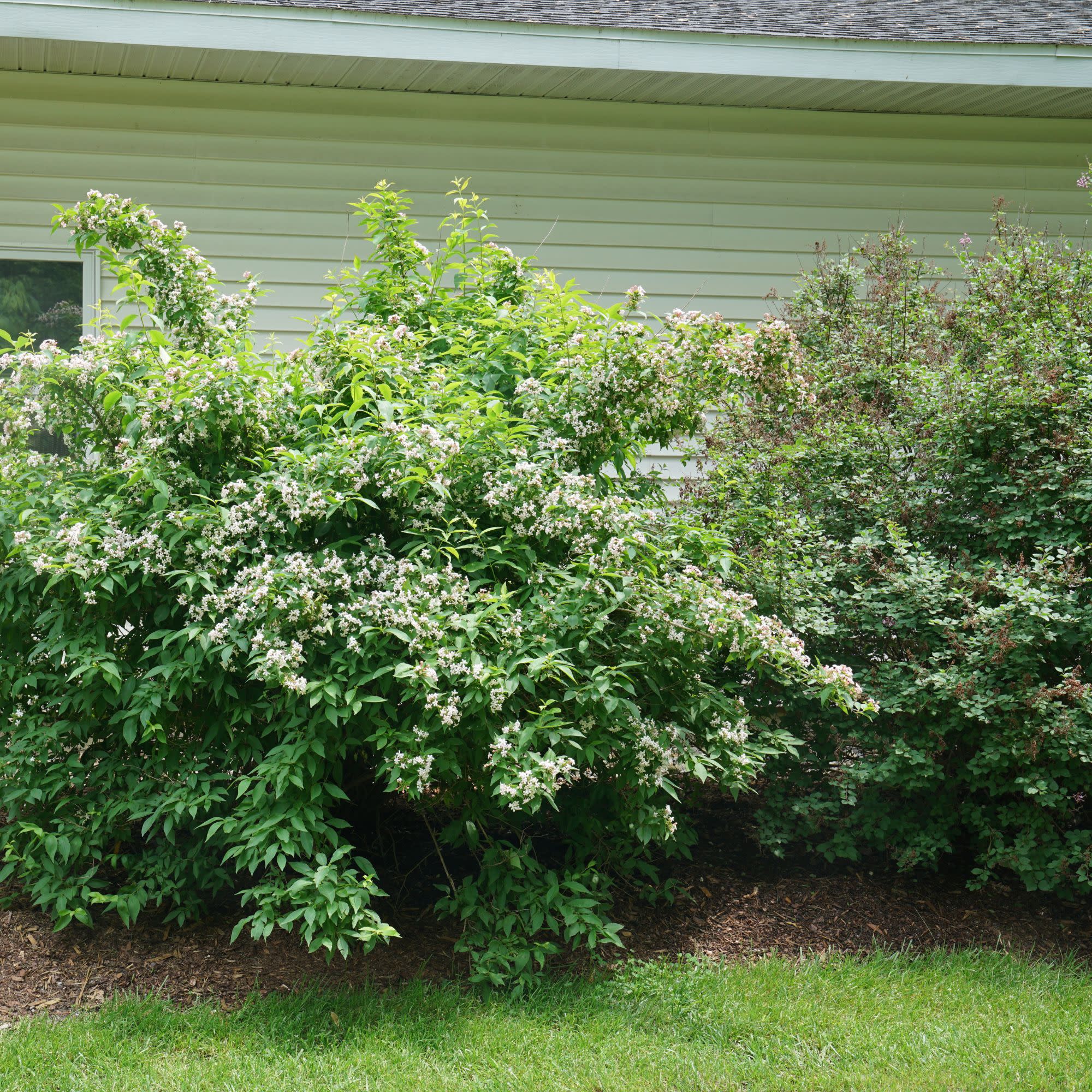 Sweet Emotion Blaze® Hardy Abelia (Abelia mosanensis) - Image 8